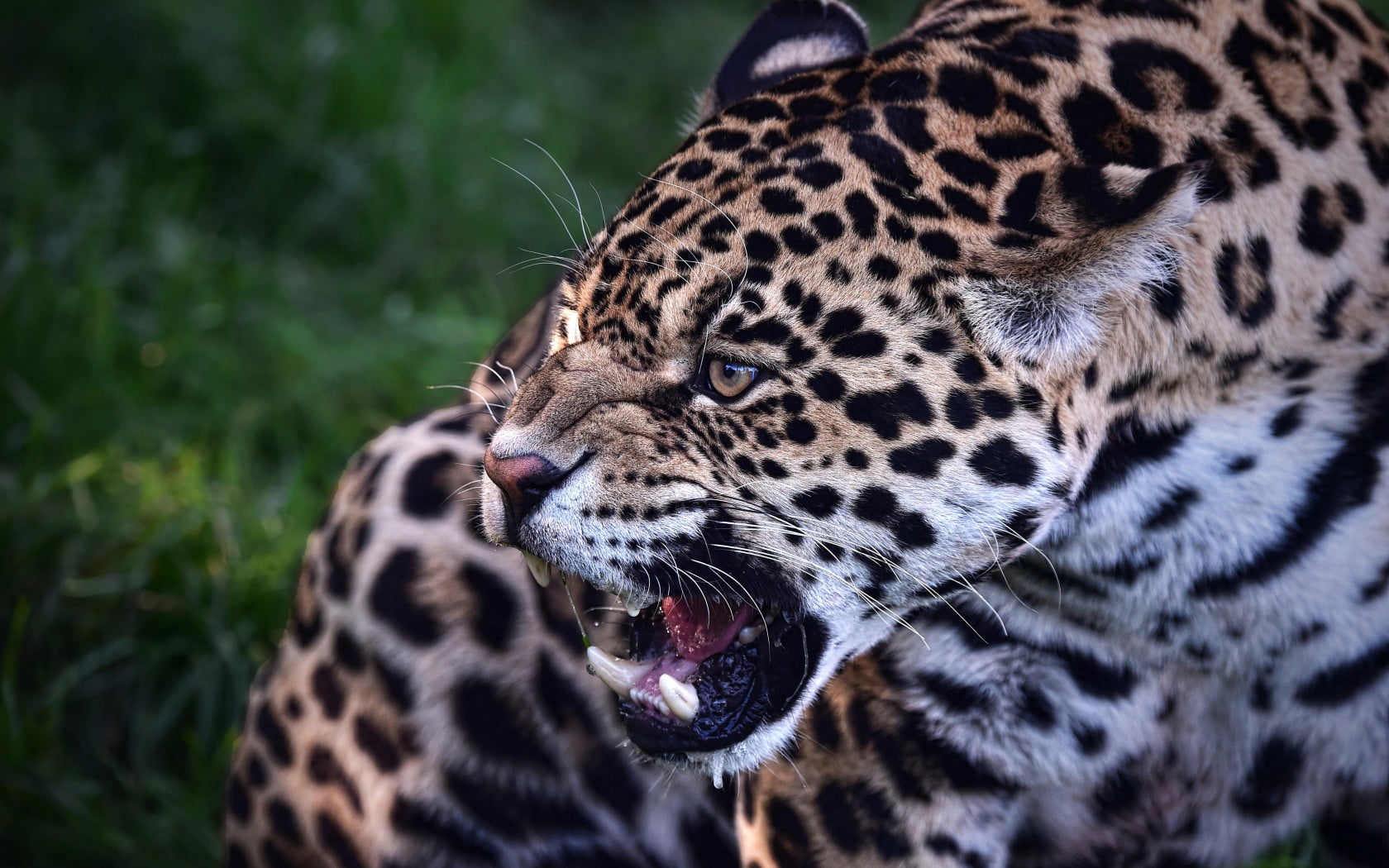 aggression, looking, black Color, wild cat, snarling, adult, feline, close-up, endangered Species, wildlife, mouth open, animal, focus on foreground, undomesticated Cat, HD Wallpaper