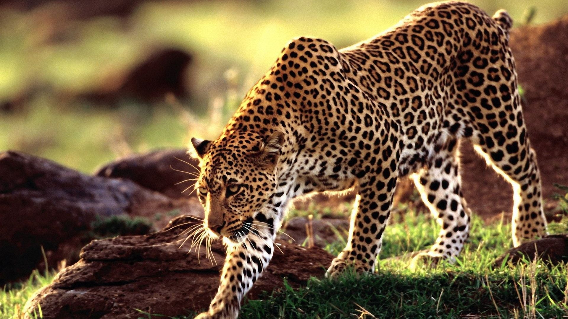 cat, animal wildlife, whisker, big cat, animal, animal themes, fur, 1080P, predator, no people, wild, feline, animals in the wild, day, one animal, focus on foreground, HD Wallpaper