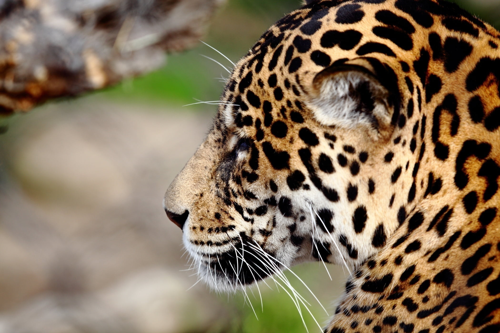 close-up, profile view, large, cat, focus on foreground, pattern, carnivora, undomesticated Cat, animal, outdoors, mammal, black, wild cat, white, animals And Pets, HD Wallpaper