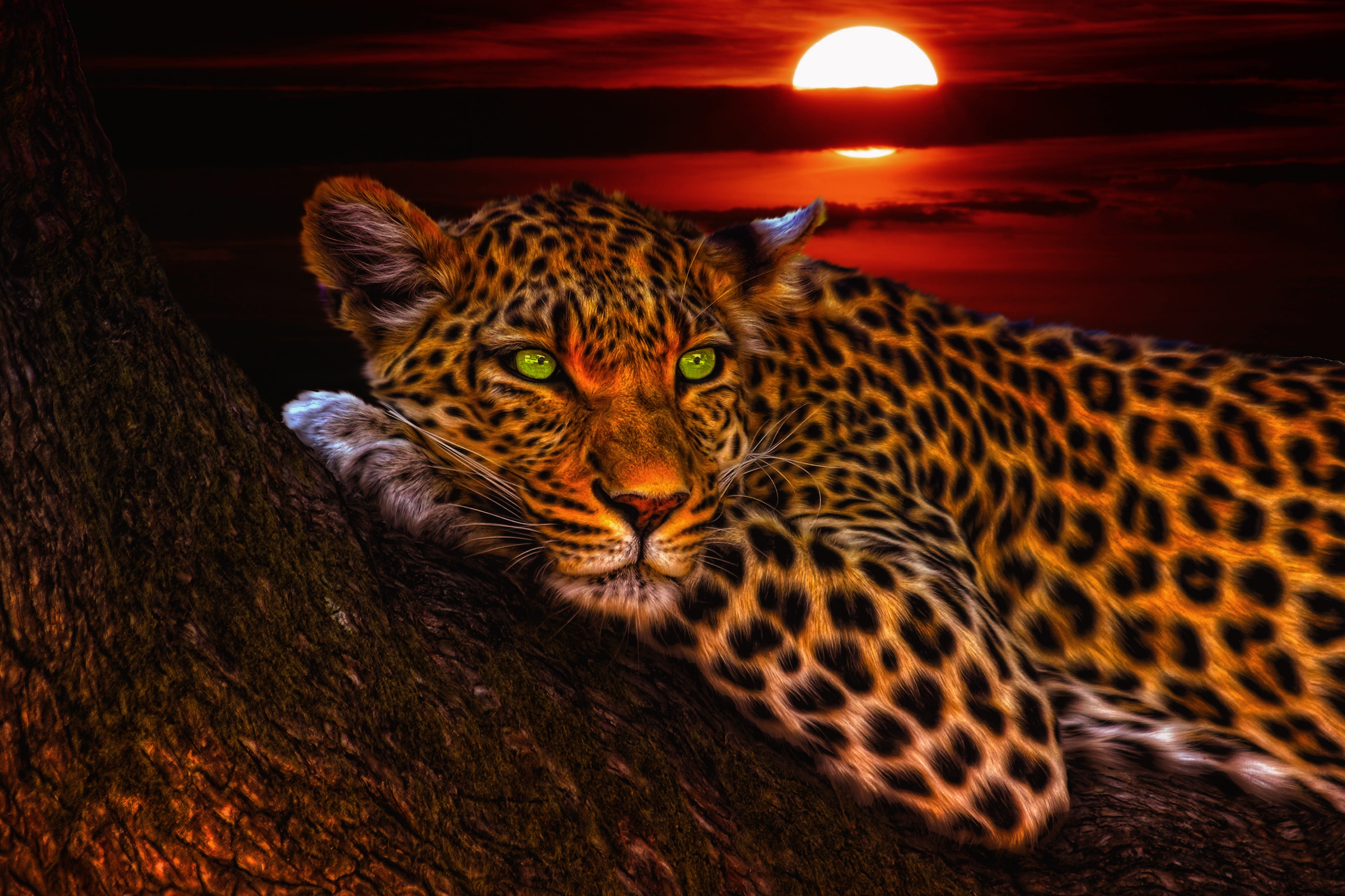 animal wildlife, nature, animal themes, black, endangered species, nighttime, attack, Leopard, 4K, branch, spotted, predator, one, hair, feline, tree, HD Wallpaper
