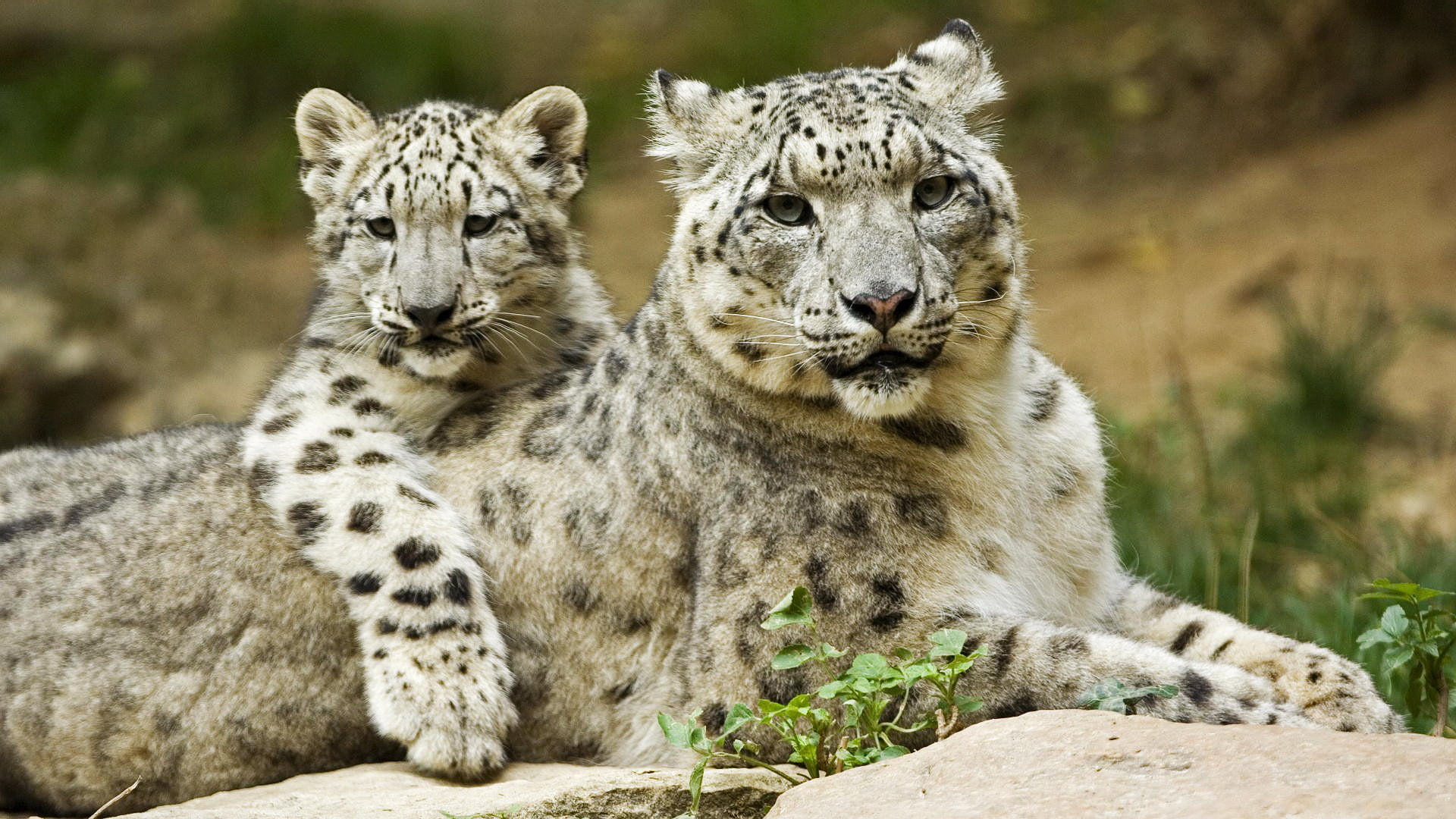 portrait, fur, day, big cat, rock - object, cub, two animals, leopard, 1080P, animals, carnivora, young animal, group of animals, looking at camera, nature, HD Wallpaper