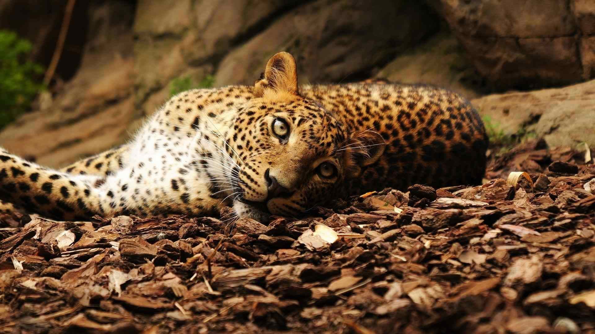 no people, vertebrate, animal wildlife, wild, feline, animals in the wild, mammal, spotted, leopard, nature, animals, survival, animal, animal themes, cheetah, HD Wallpaper