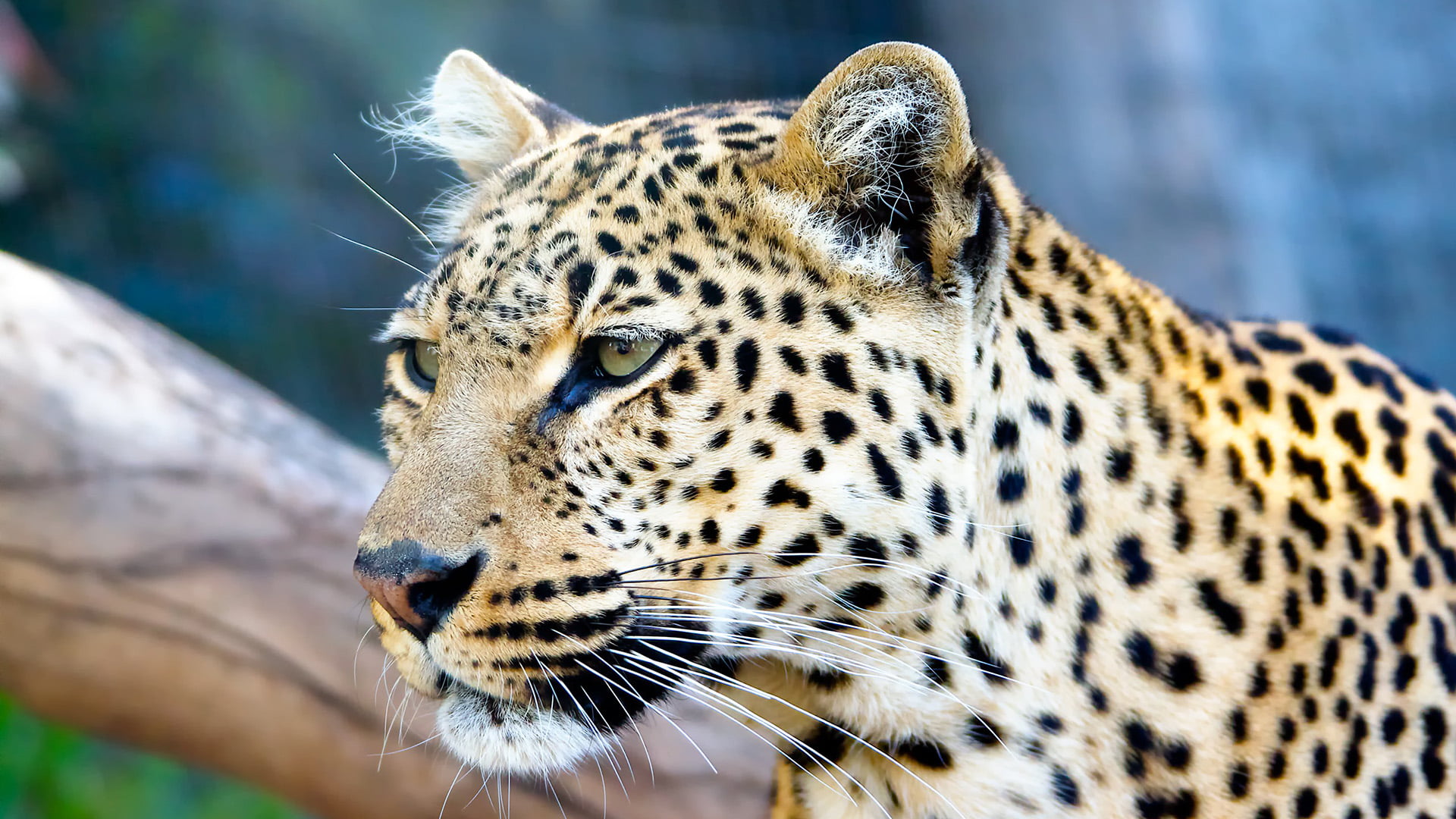 no people, wild, animal wildlife, big cat, carnivora, spotted, mammal, animal head, one animal, undomesticated cat, animal skin, animals, 1080P, animals in the wild, HD Wallpaper