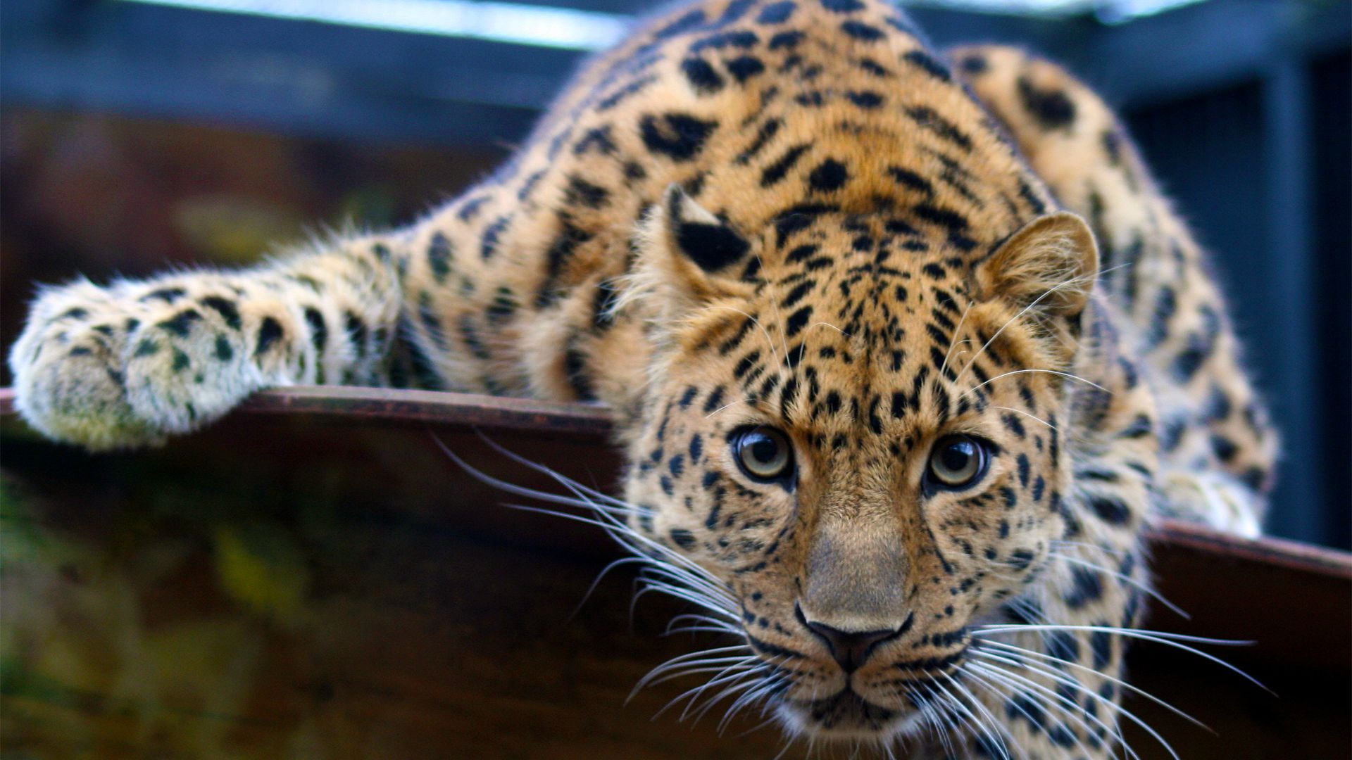 animal head, mammal, big cat, one animal, focus on foreground, animal skin, animal body part, 1080P, jaguar, animal eye, wild, portrait, whisker, cat, HD Wallpaper