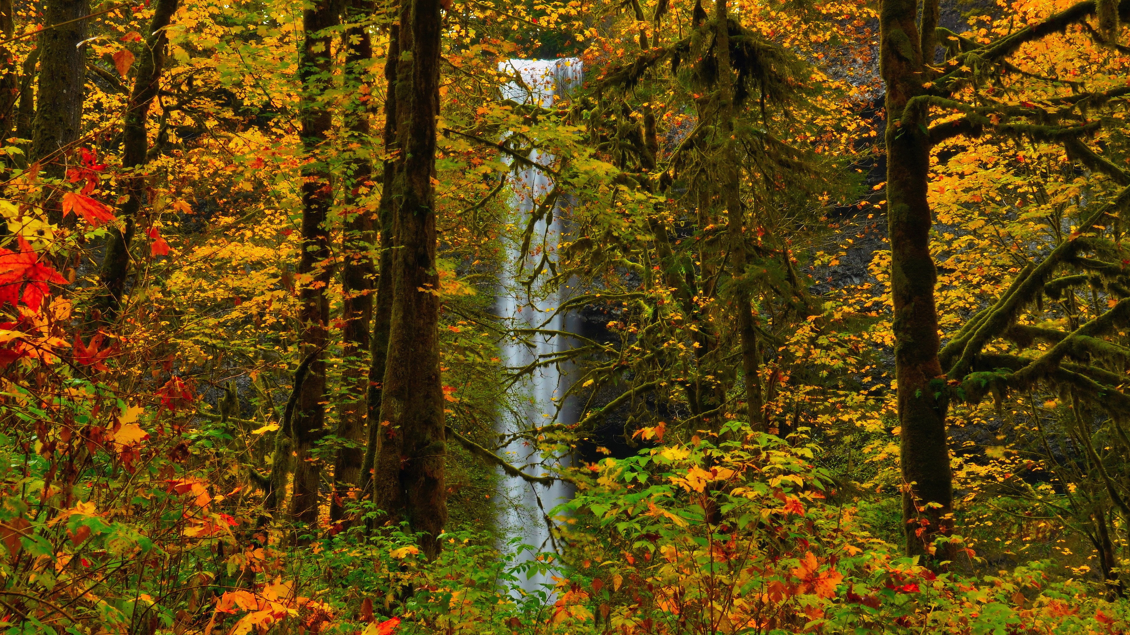 change, outdoors, nature  for desktop download 3840x2160, autumn, 4K, forest, no people, flowing water, scenics - nature, plant, tranquility, beauty in nature, HD Wallpaper
