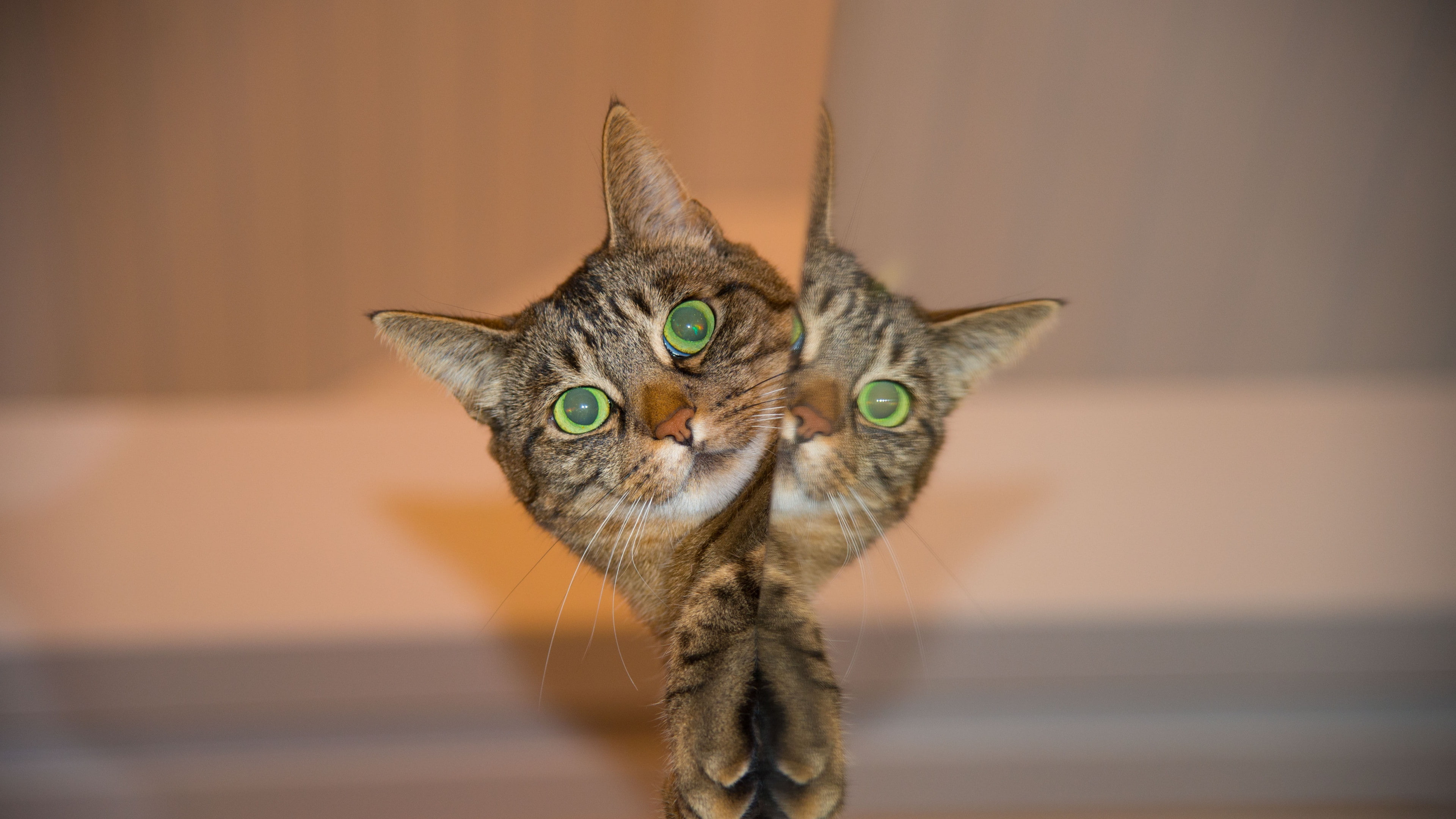 cat, face, Background 4K Ultra HD, Striped, Download 3840x2160, Reflection, 4K, HD Wallpaper