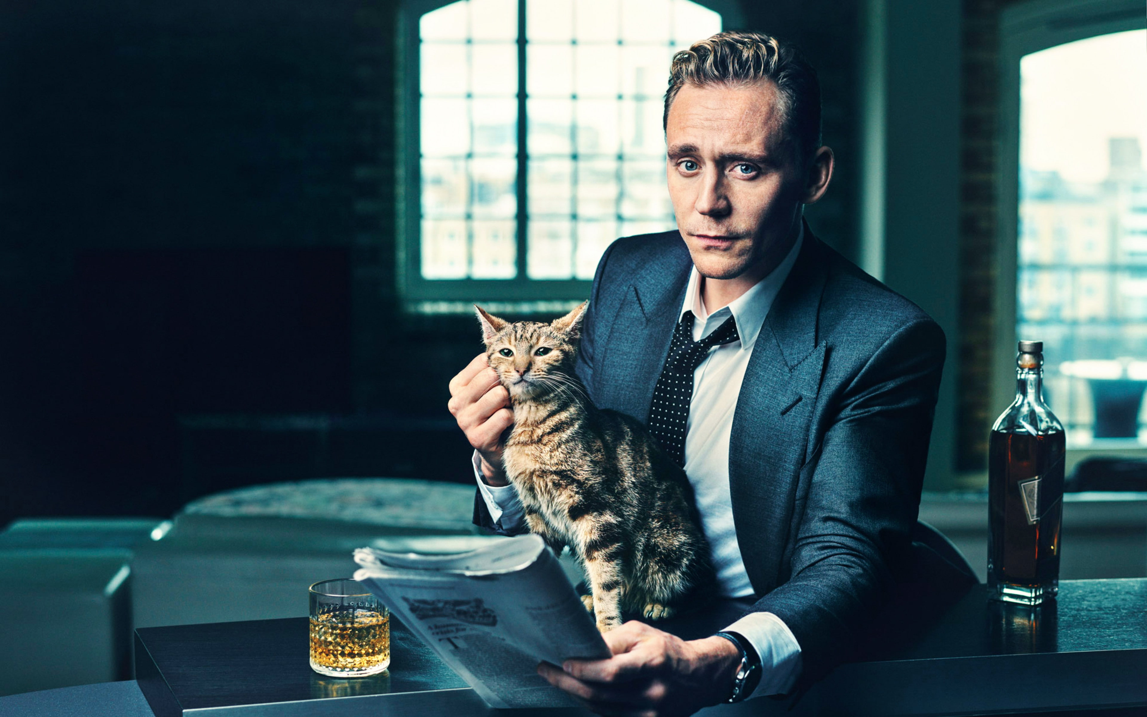 cat, actor backgrounds, Background Ultra HD 4K, 4K, whiskey, tom hiddleston, HD Wallpaper