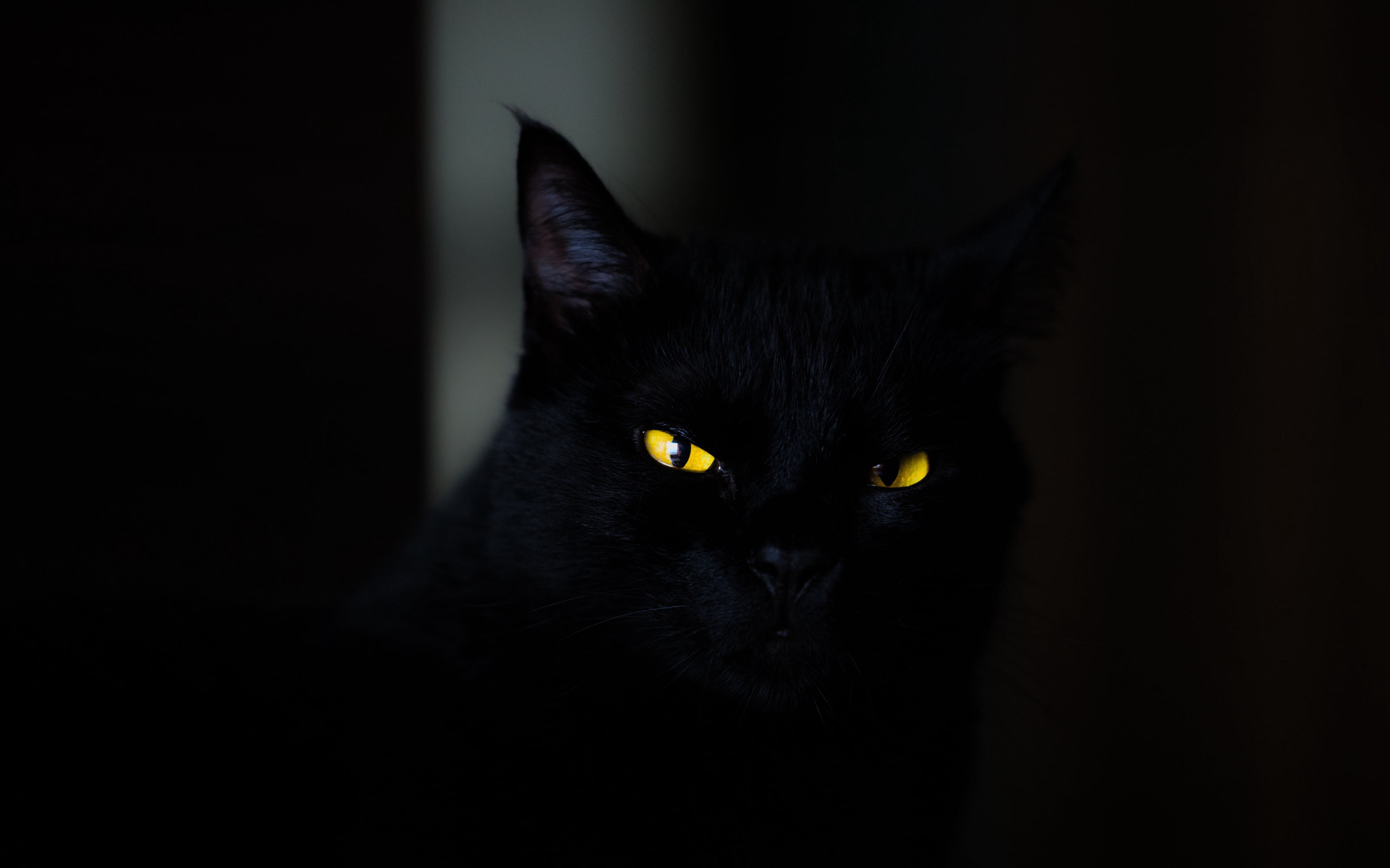 eyes, stare, cats, yellow eyes, striking eyes, look, animals, dark, 4k ultra hd background, spooky, black, 4K, cat, HD Wallpaper