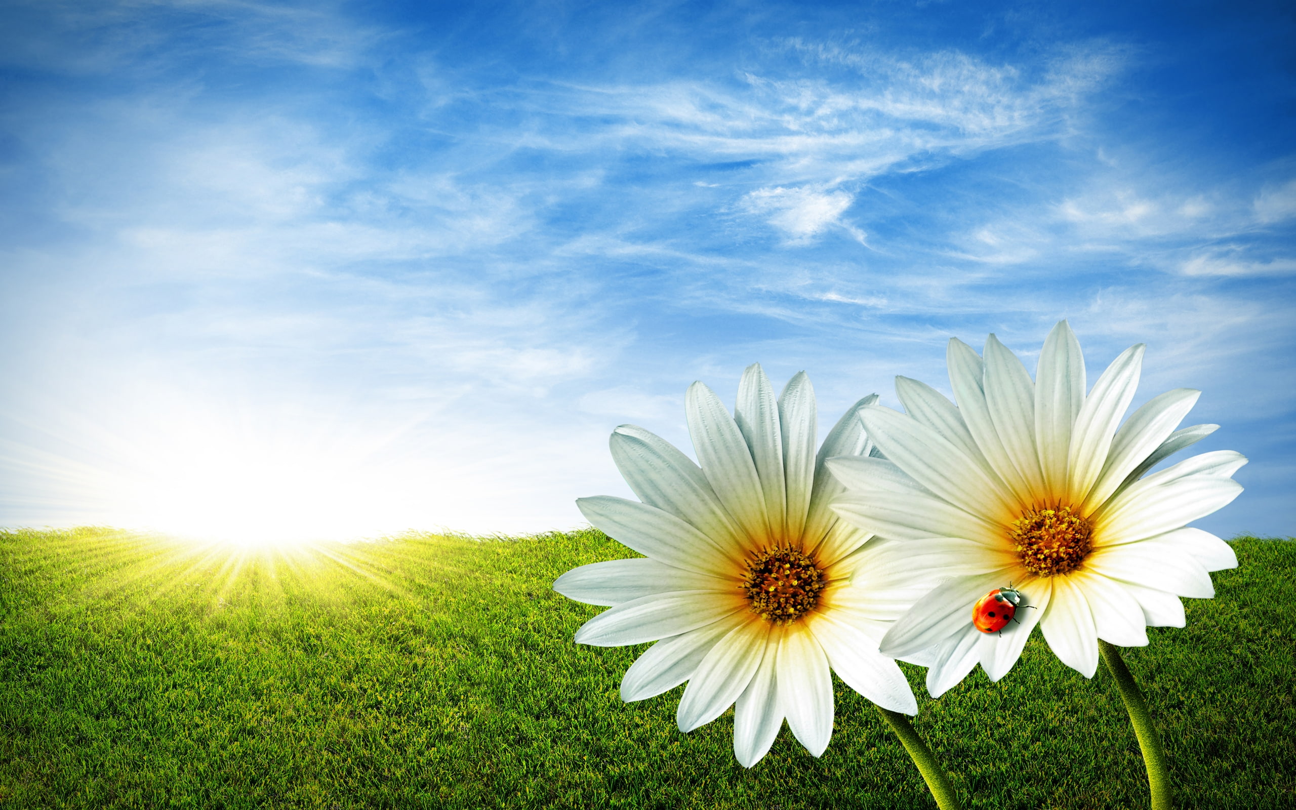 ultra, daisies, rays, sun, 2K, ladybug, field, sky, meadow, k, flowers, hd, background, HD Wallpaper
