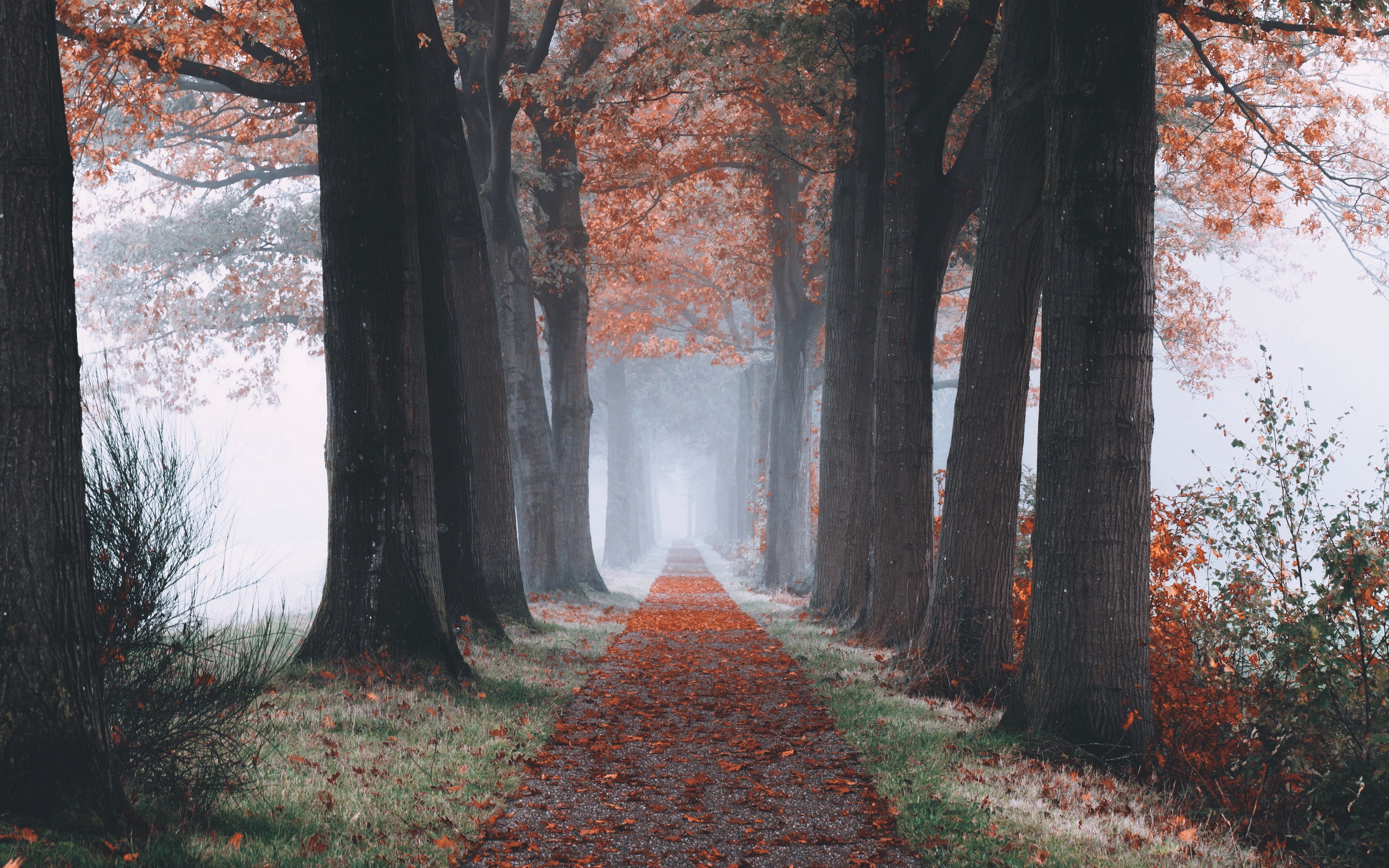 foliage, autumn, forest, frost, leaves, hoarfrost, nature, path, grass, 4k ultra hd background, dry, landscapes, 4K, fog, trees, HD Wallpaper