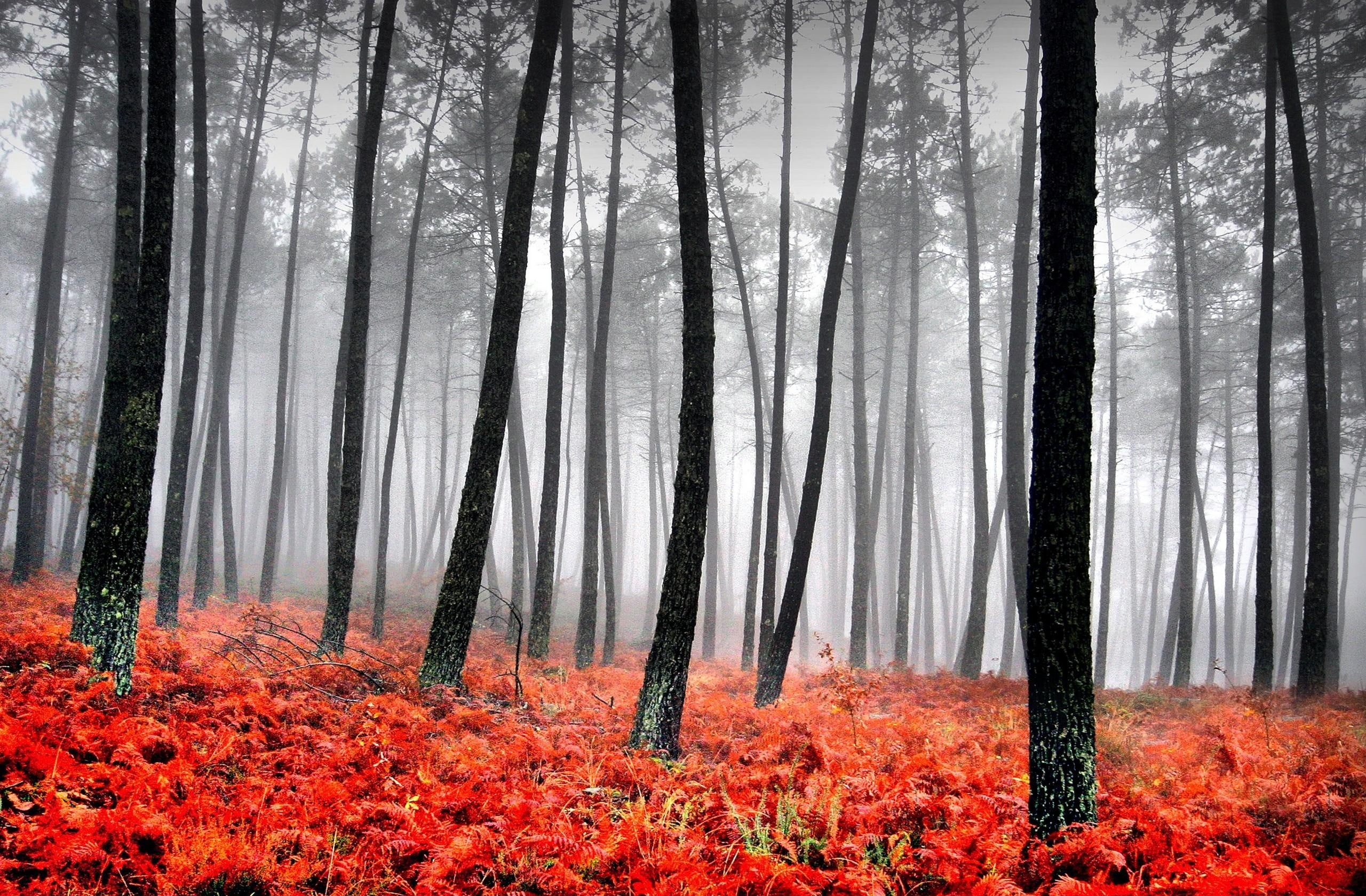 carpet, widescreen, grove, foggy, landscapes, jungle, autumn, 2K, nice, magic, white, paisaje, picture, peisaje, HD Wallpaper