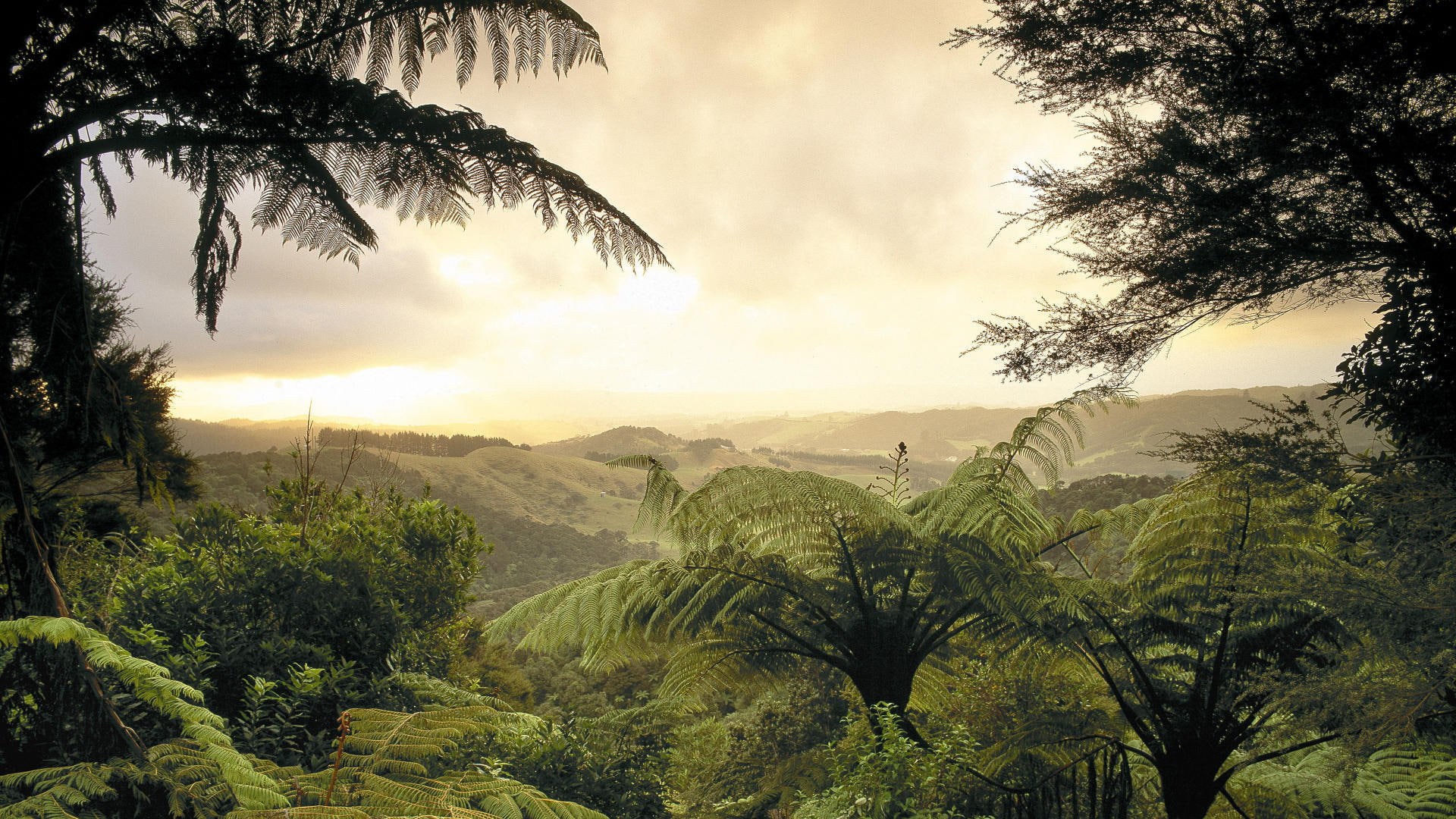 jungle, forest, trees, nature, leaf, 1080P, landscape, hd, green, HD Wallpaper