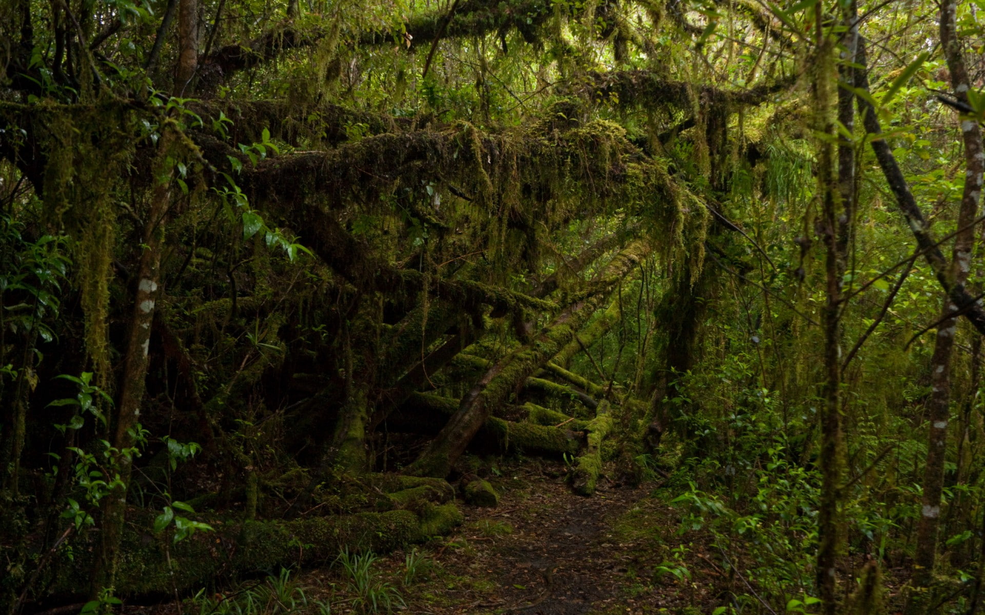 nature, forest, jungle, landscape, moss, 1080P, branches, trees, HD Wallpaper