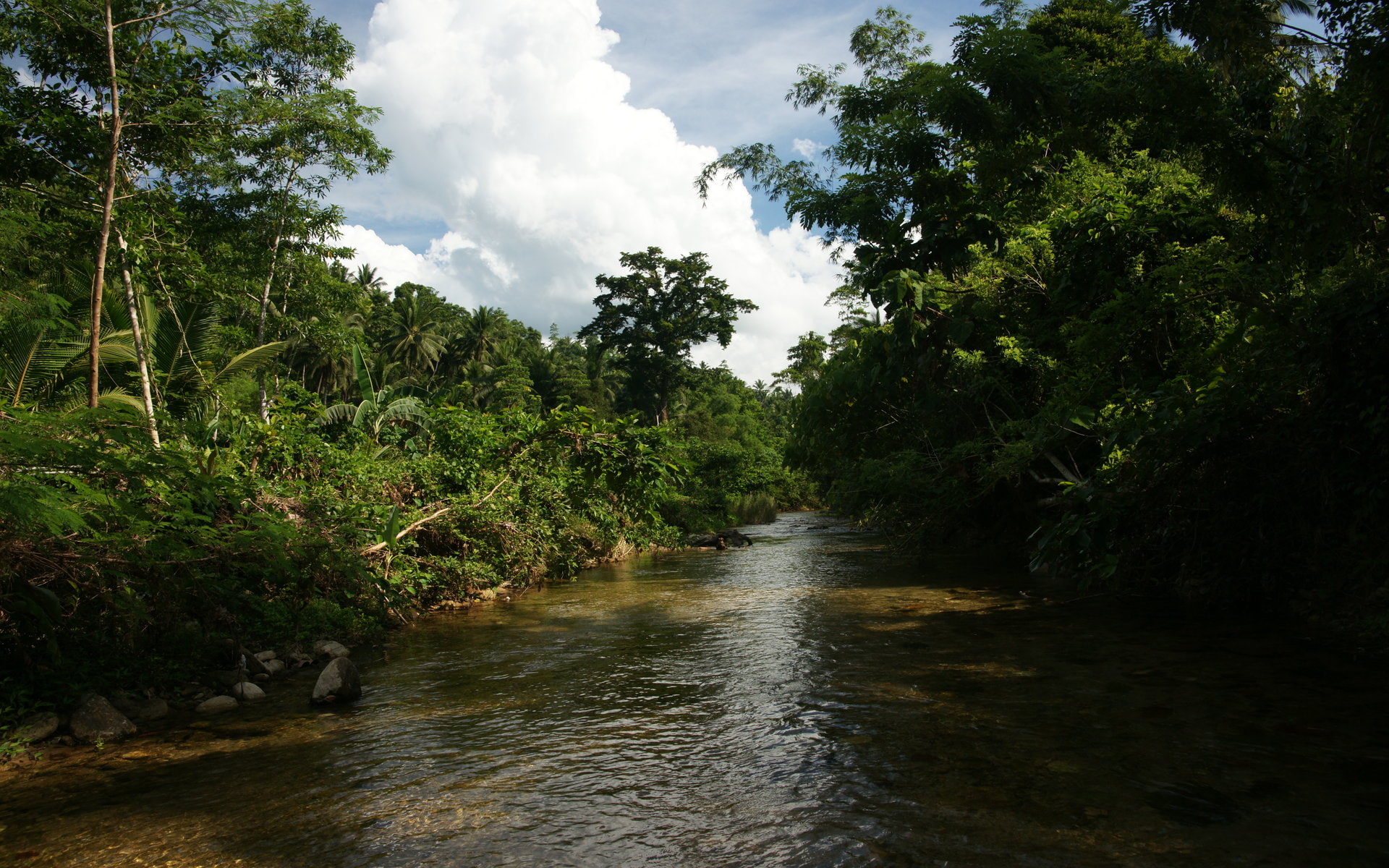jungle, forest, river, landscape, nature, branches, trees, 1080P, HD Wallpaper