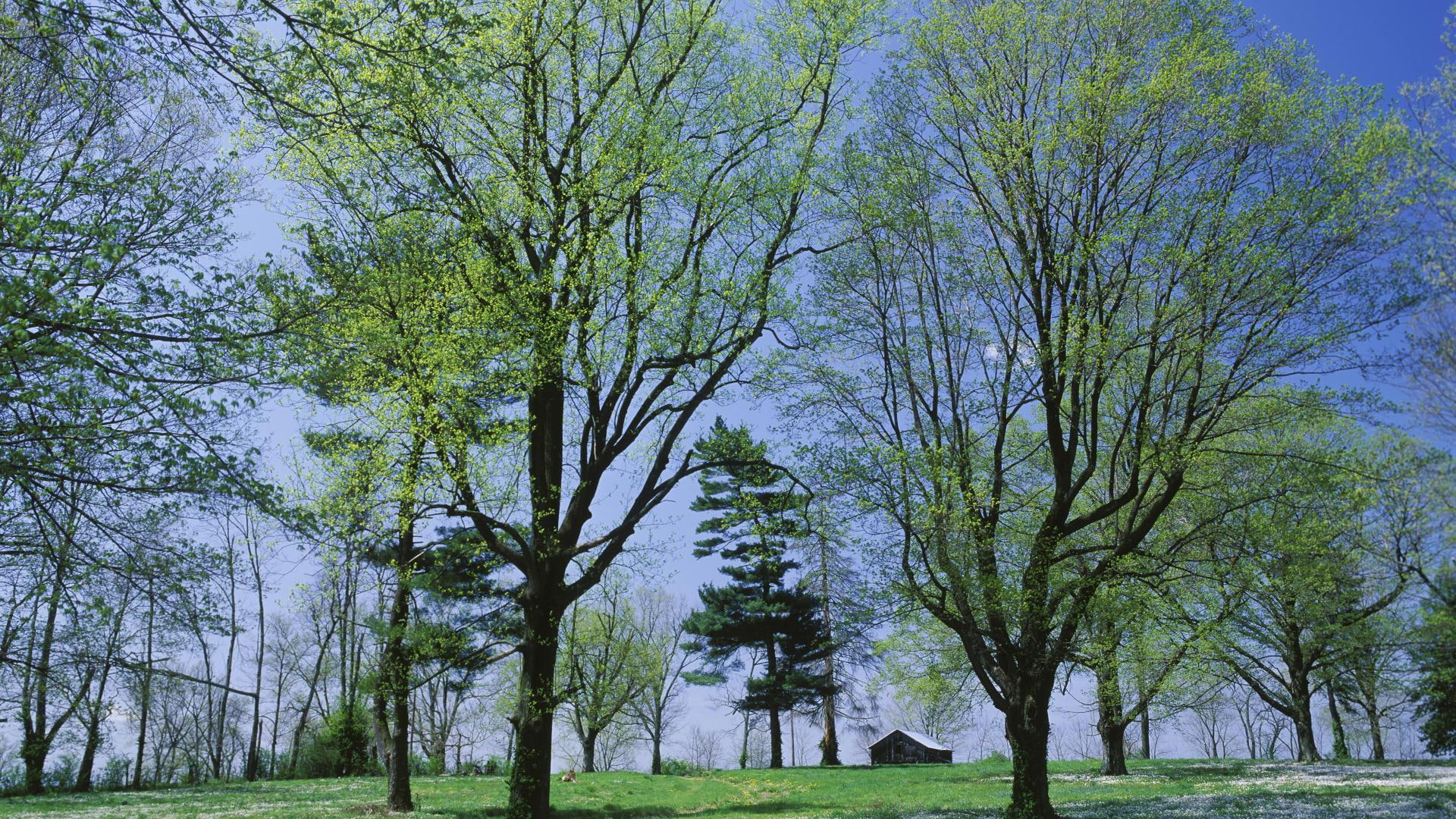 trees, landscapes, meadow, grass, view, beautiful, nice, grove, black, leaves, picture, seasons, 1080P, spring, HD Wallpaper