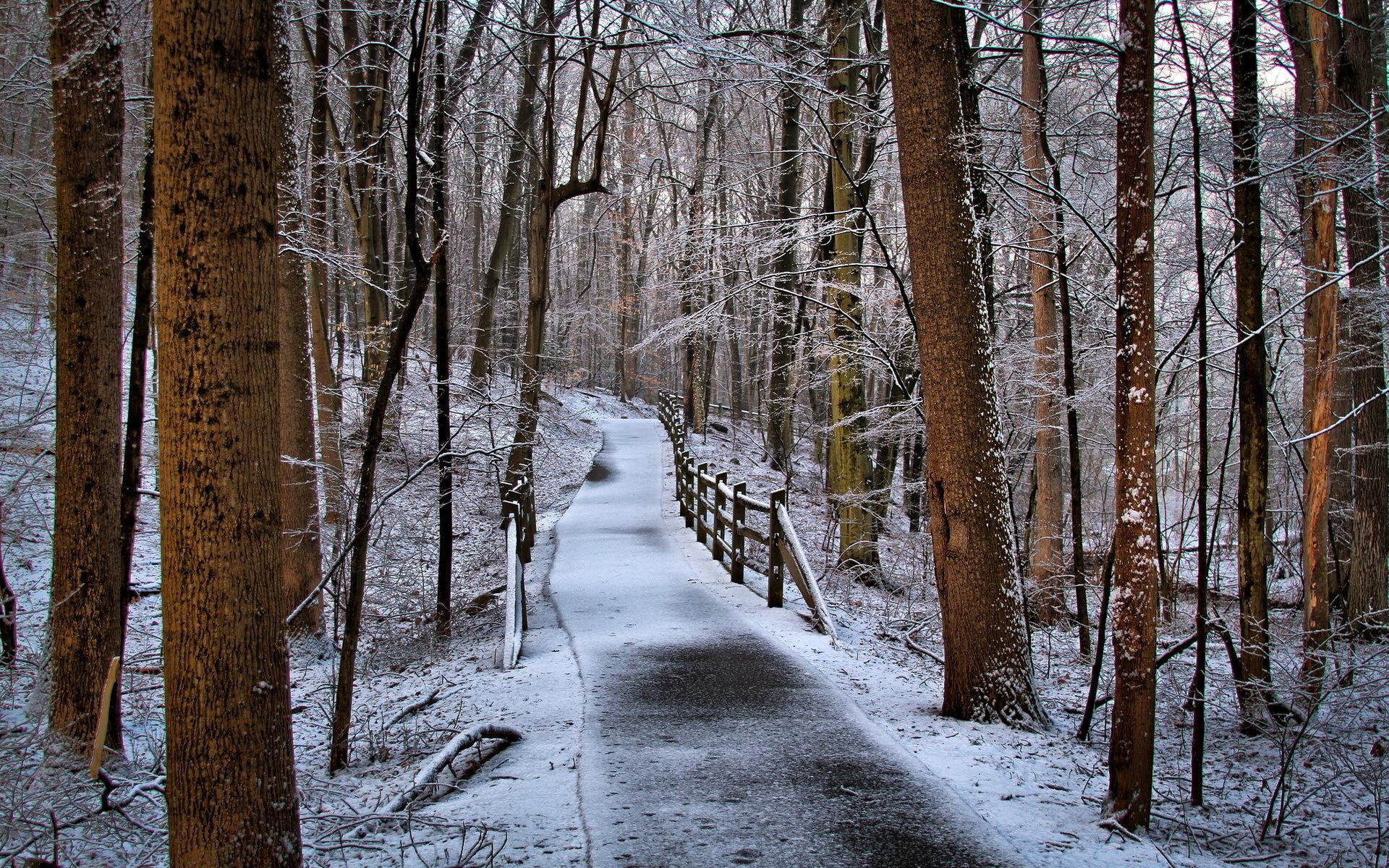 bare, trees, brown, rails, lovely, winter, forest, path, nature and landscapes, 1080P, HD Wallpaper
