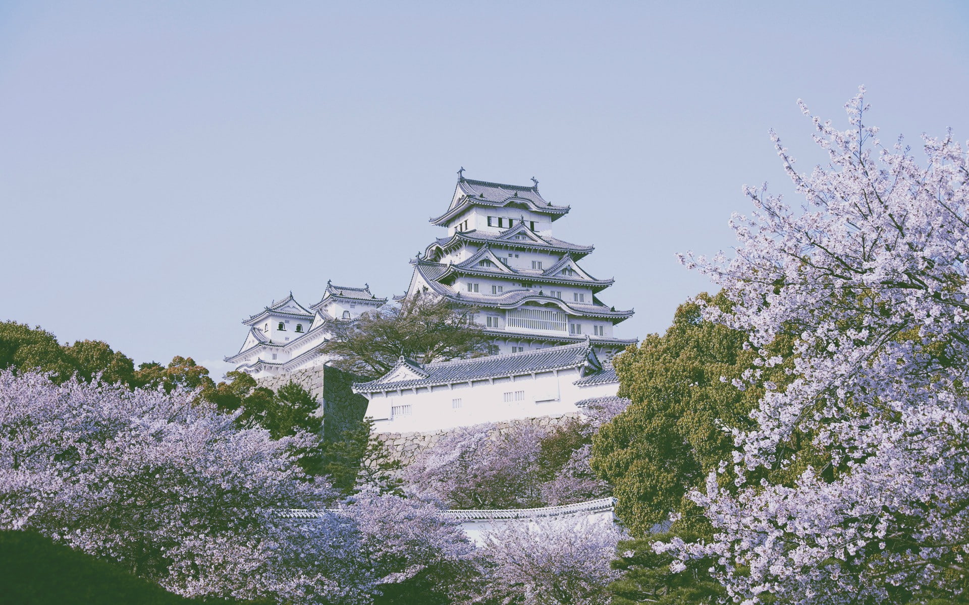 flowering plant, nature, day, Himeji Castle, cherry blossom, built structure, outdoors, 1080P, tree, architecture, sky, growth, building, spirituality, HD Wallpaper