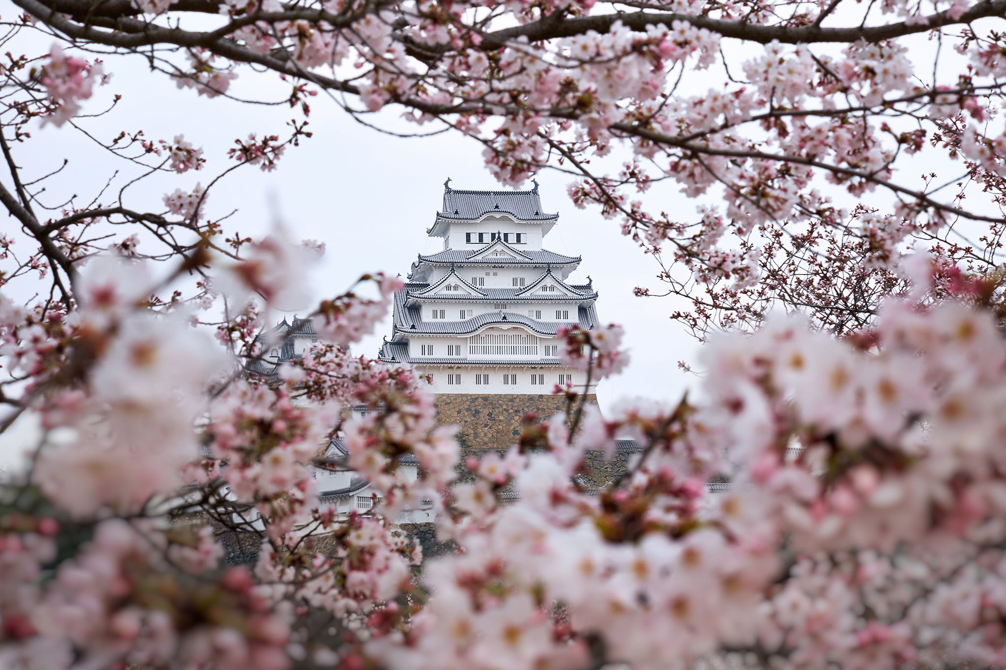 outdoors, Himeji castle, beauty in nature, branch, temple, gray, tree, low angle view, pink color, branches, architecture, 1080P, nature, freshness, growth, HD Wallpaper