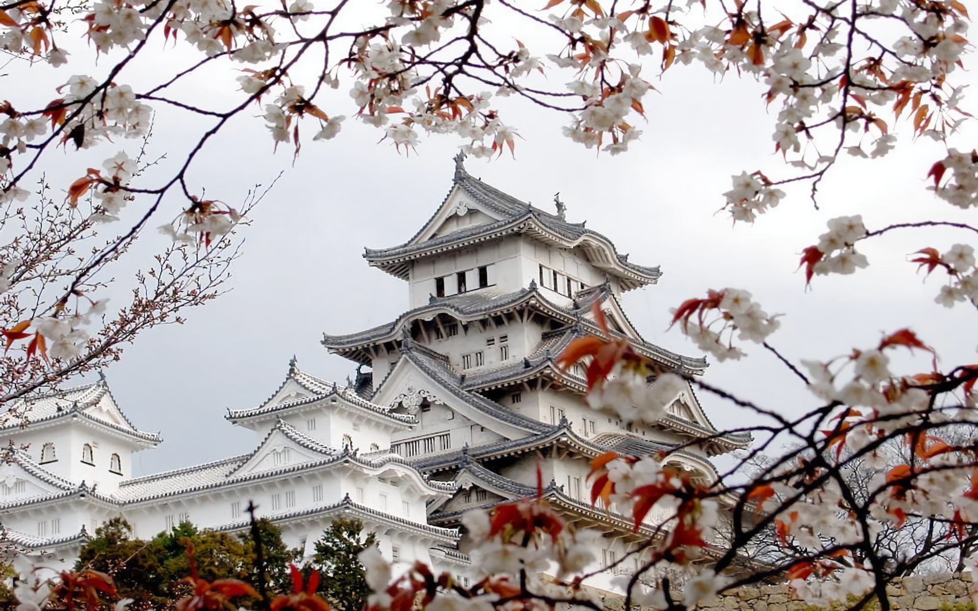 plant, tree, built structure, Hyogo, cherry tree, growth, architecture, white, Castles, day, sky, Sakura, 1080P, Sakura Blossom, outdoors, building, nature, HD Wallpaper