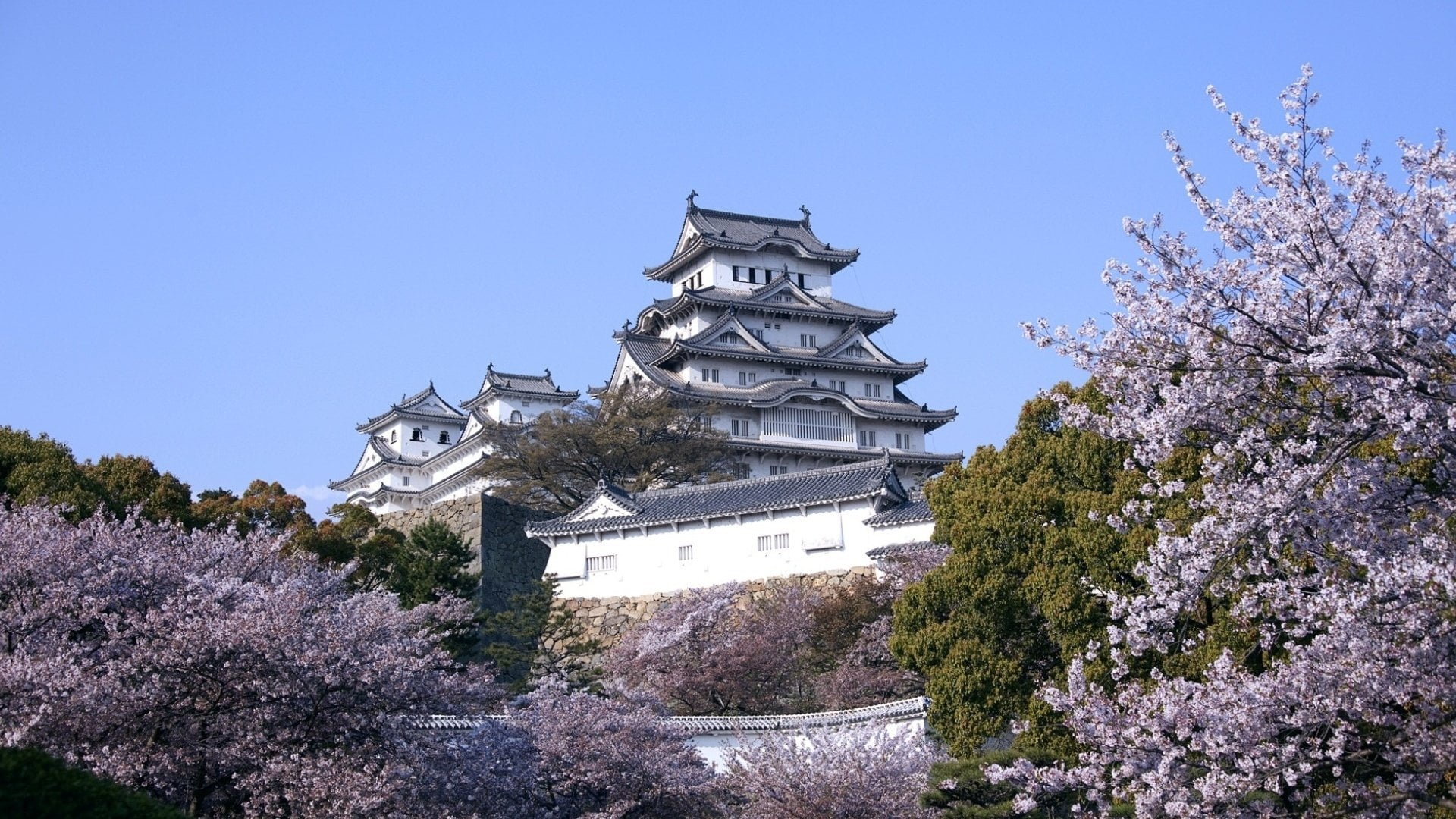Japan, springtime, building, plant, belief, shrine, growth, Cherry Blossom, purple, place of worship, clear sky, 1080P, Spring, outdoors, low angle view, HD Wallpaper