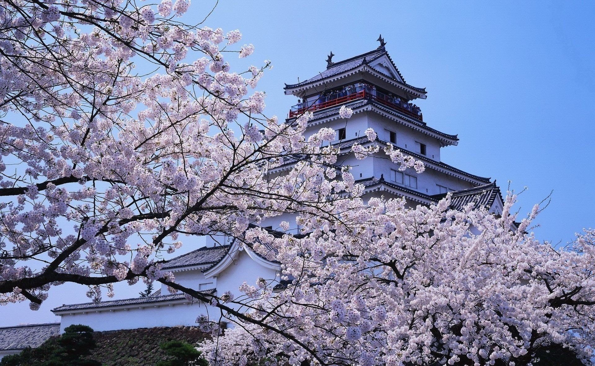 Castle, Spring, Himeji Castle, 1080P, Castles, Japan, Sakura, HD Wallpaper