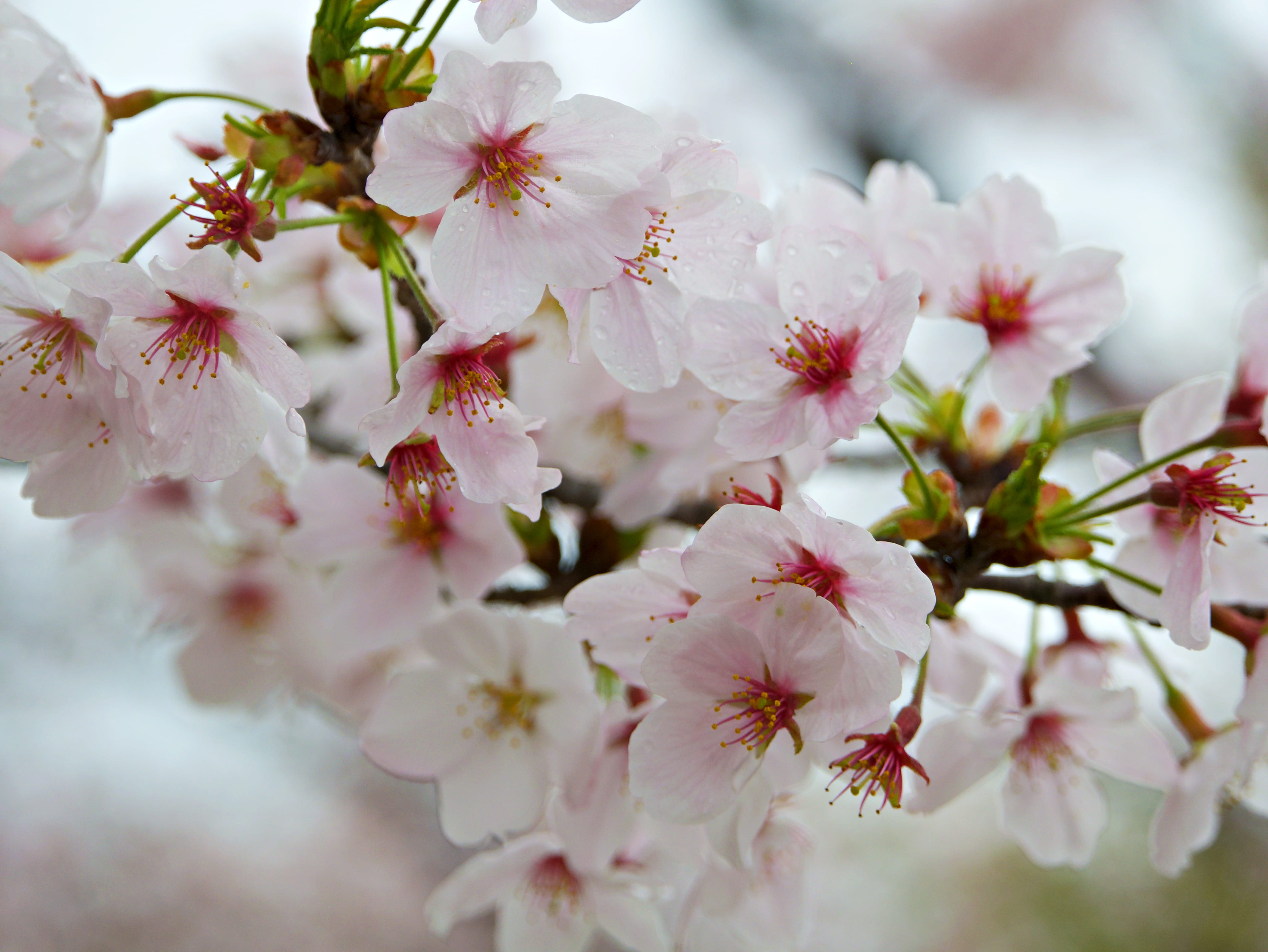 spring, petal, white, macro, branch, springtime, season, 4K, close, twig, color Image, close-up, cherry Tree, outdoors, photo, japan, flower, pink Color, HD Wallpaper