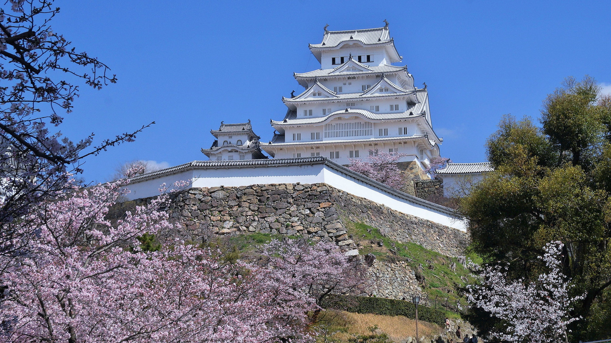 castle, spring, 1080P, Sakura, Himeji, Japan, HD Wallpaper