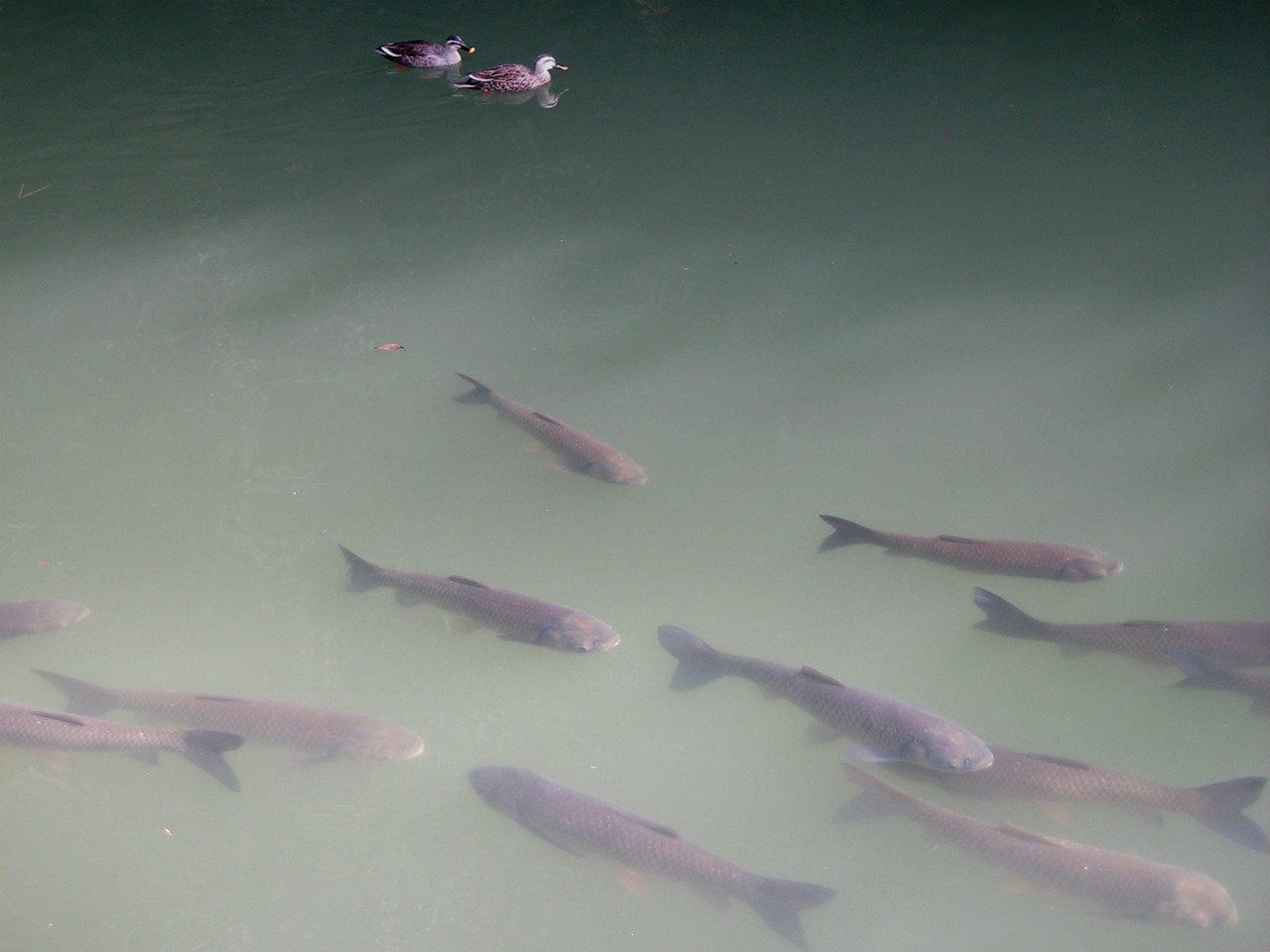 Ripples, duck, Koi, water, Japan, 720P, Himeji Castle, HD Wallpaper