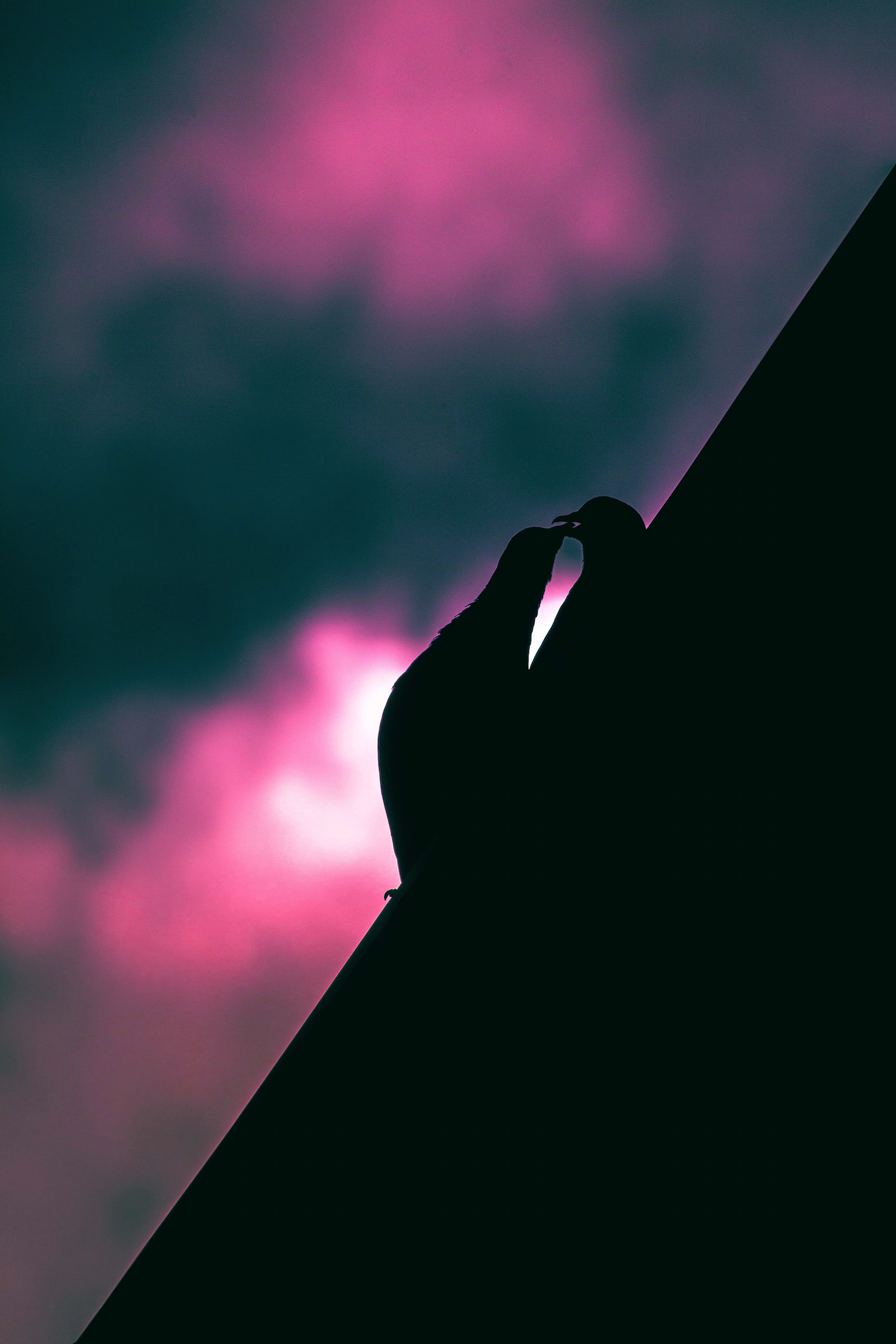 myanmar (burma), real people, one person, 5K, yangon, kiss, cloud - sky, kiss couple, wildlife photography, body part, sky, pink color, low angle view, Phone HD Wallpaper