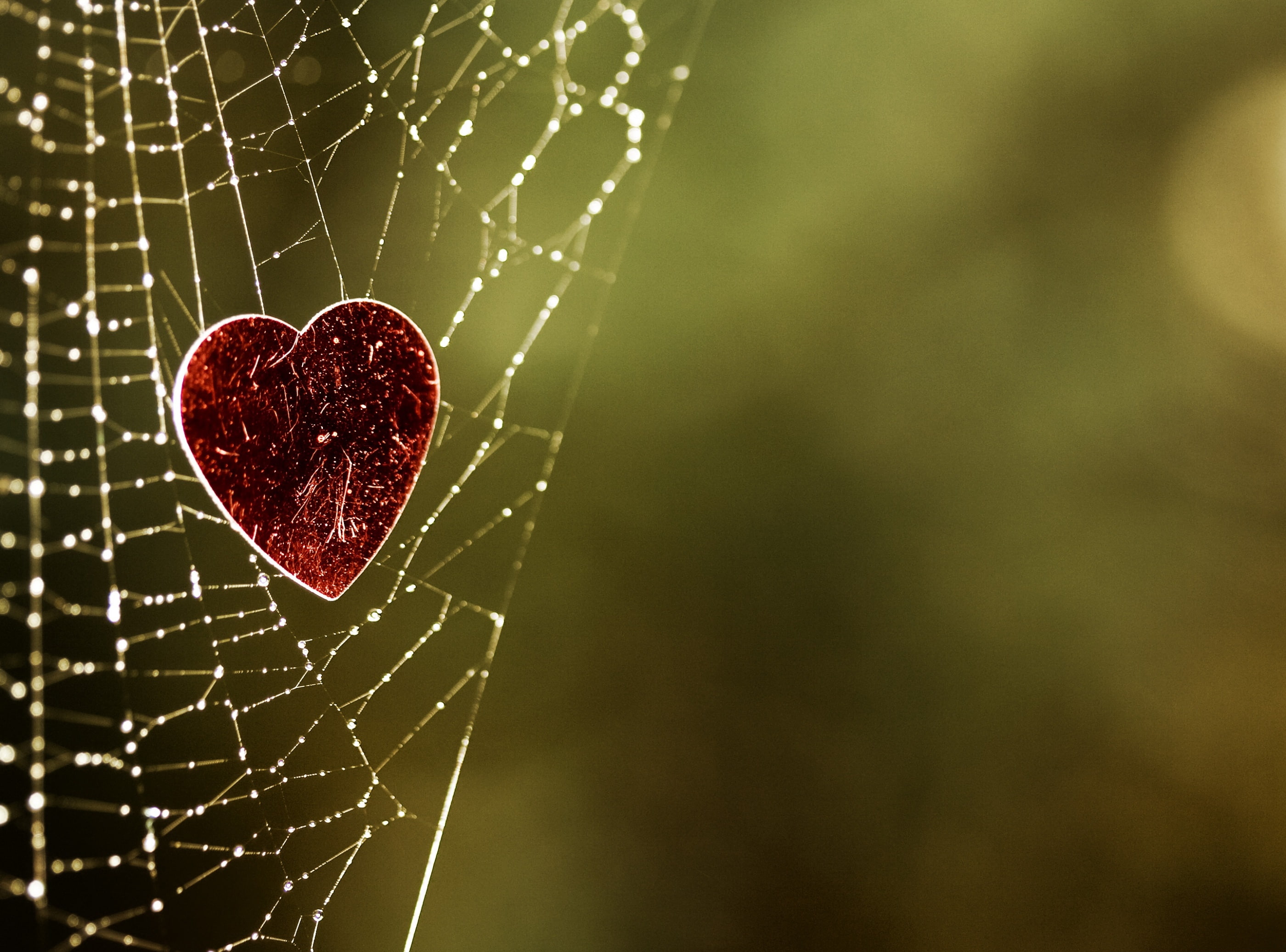  red, fragility, Trap, 2K, vulnerability, spider, complexity, drop, outdoors, wet, close-up, day, hd, water, Love, plant, positive emotion, focus on foreground, HD Wallpaper