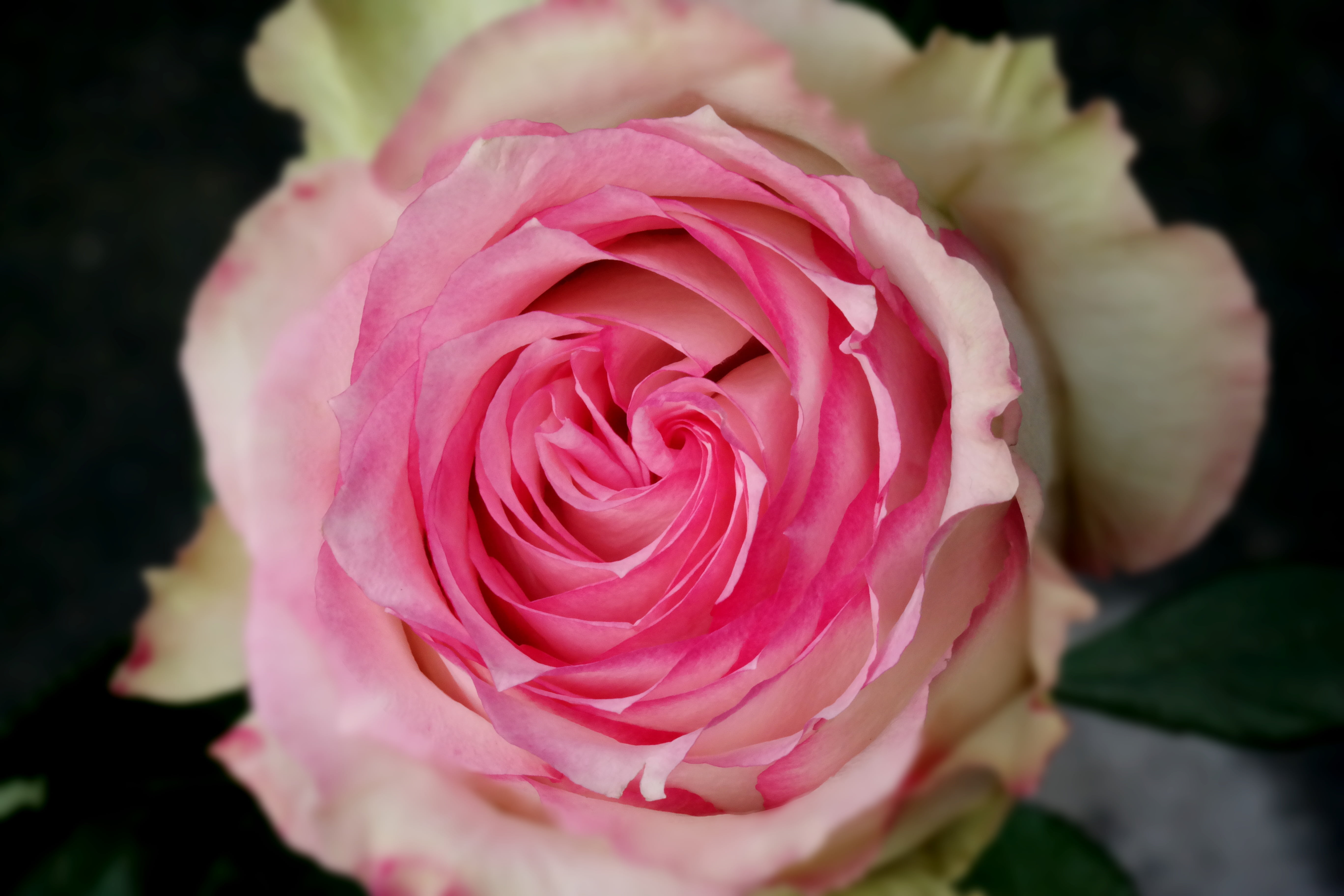 springtime, flower head, focus on foreground, bloom, petal, white, no people, inflorescence, love, soft focus, playful, rose - Flower, pink, growth, selective focus, HD Wallpaper