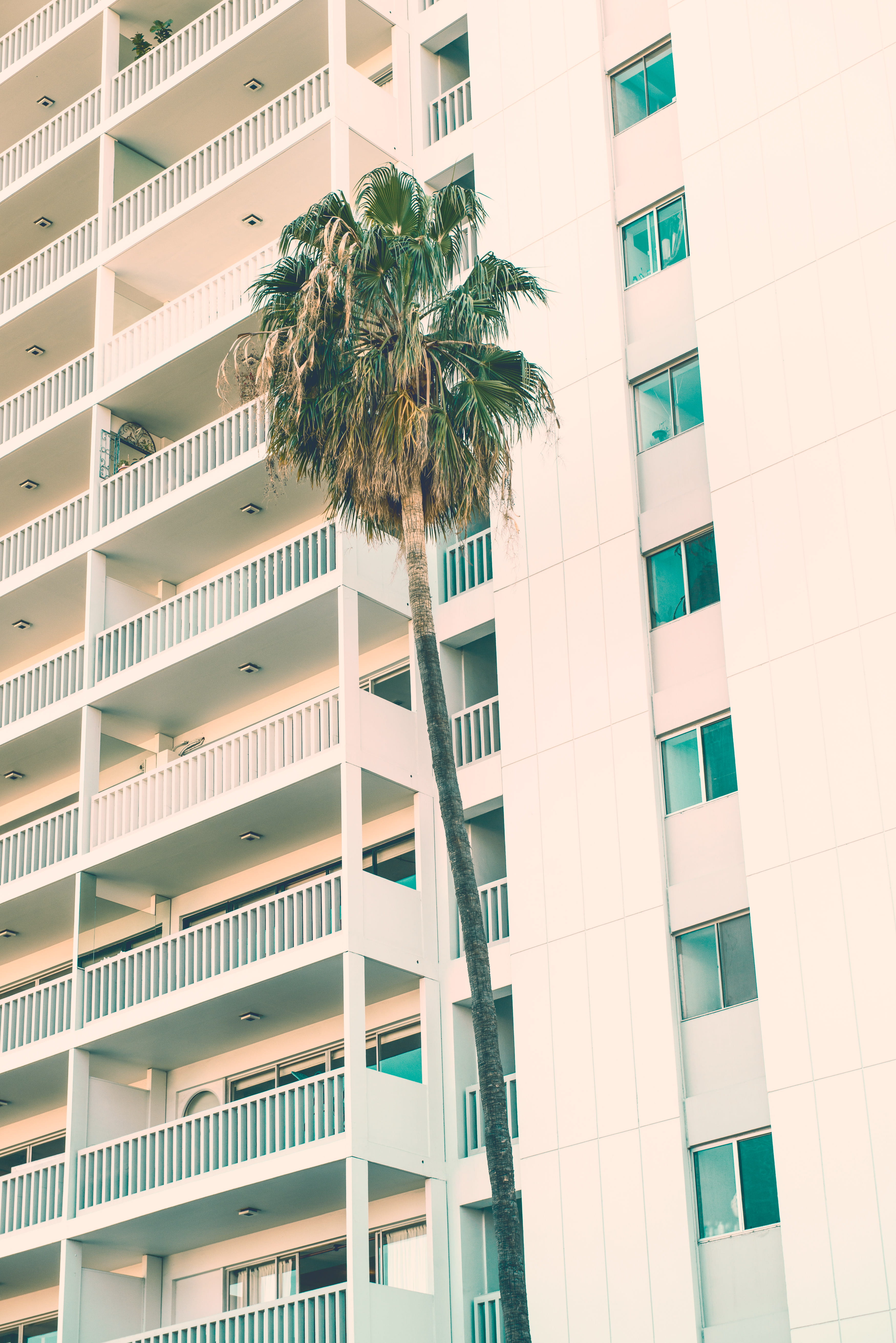 palm, palm leaf, near, no people, warm weather, office building exterior, skyscraper, white, modern, high, tropical climate, outdoors, day, daytime, coconut, Phone HD Wallpaper