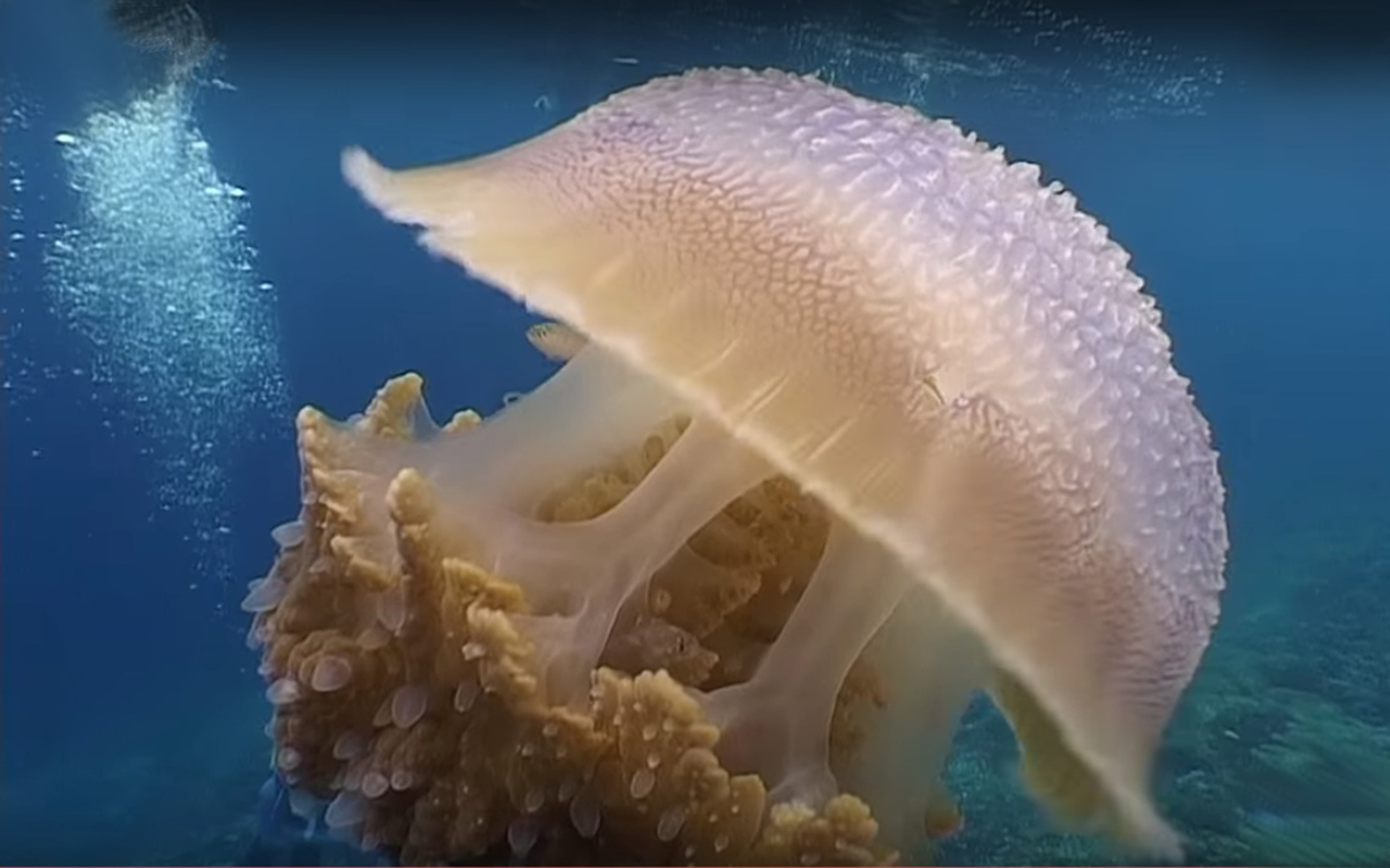 cubozo, animals, jellyfish, invertebrate, one animal, animal wildlife, scyphozo, swimming, animals in the wild, phylum, animal, beauty in nature, sea life, HD Wallpaper