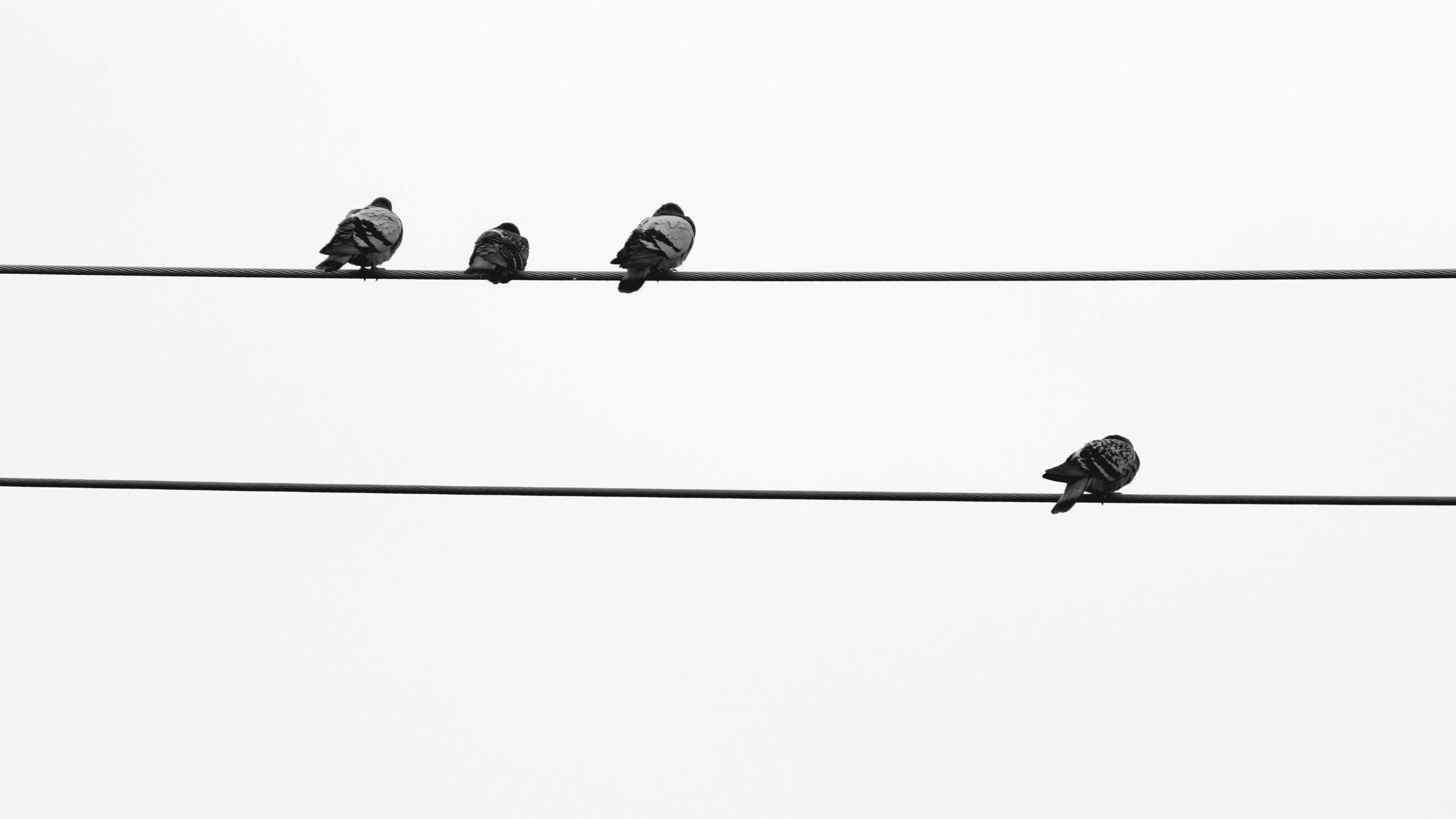 sky, cable, three animals, flock of birds, low angle view, animals in the wild, copy space, clear sky, vertebrate, bird, power supply, 5K, animal wildlife, HD Wallpaper