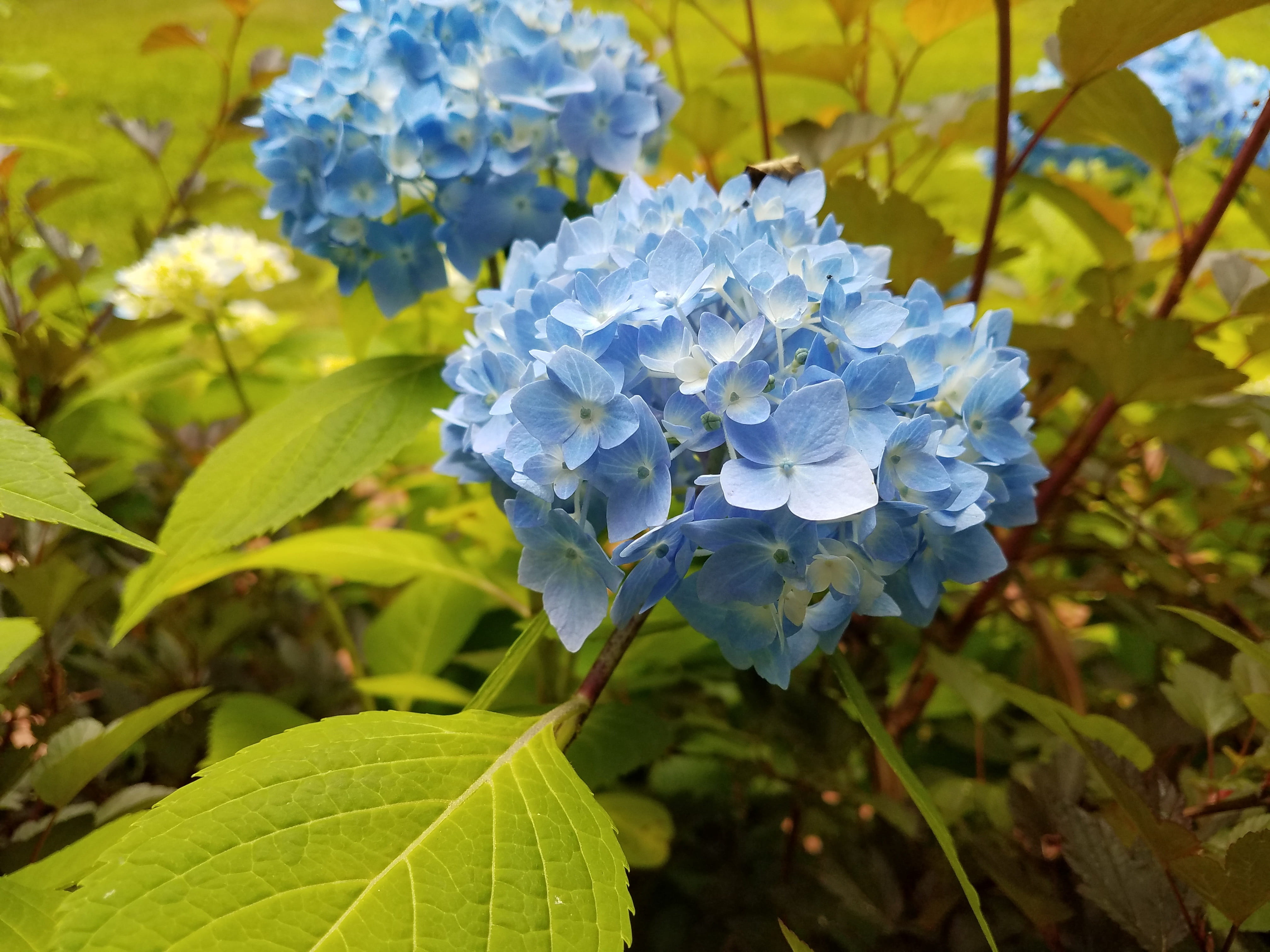 plant, beauty in nature, leaf, architecture, petal, bubble, flower, day, industry, 4K, travel, hydro, essence, energy, no people, cosmetic, electric, summer, HD Wallpaper