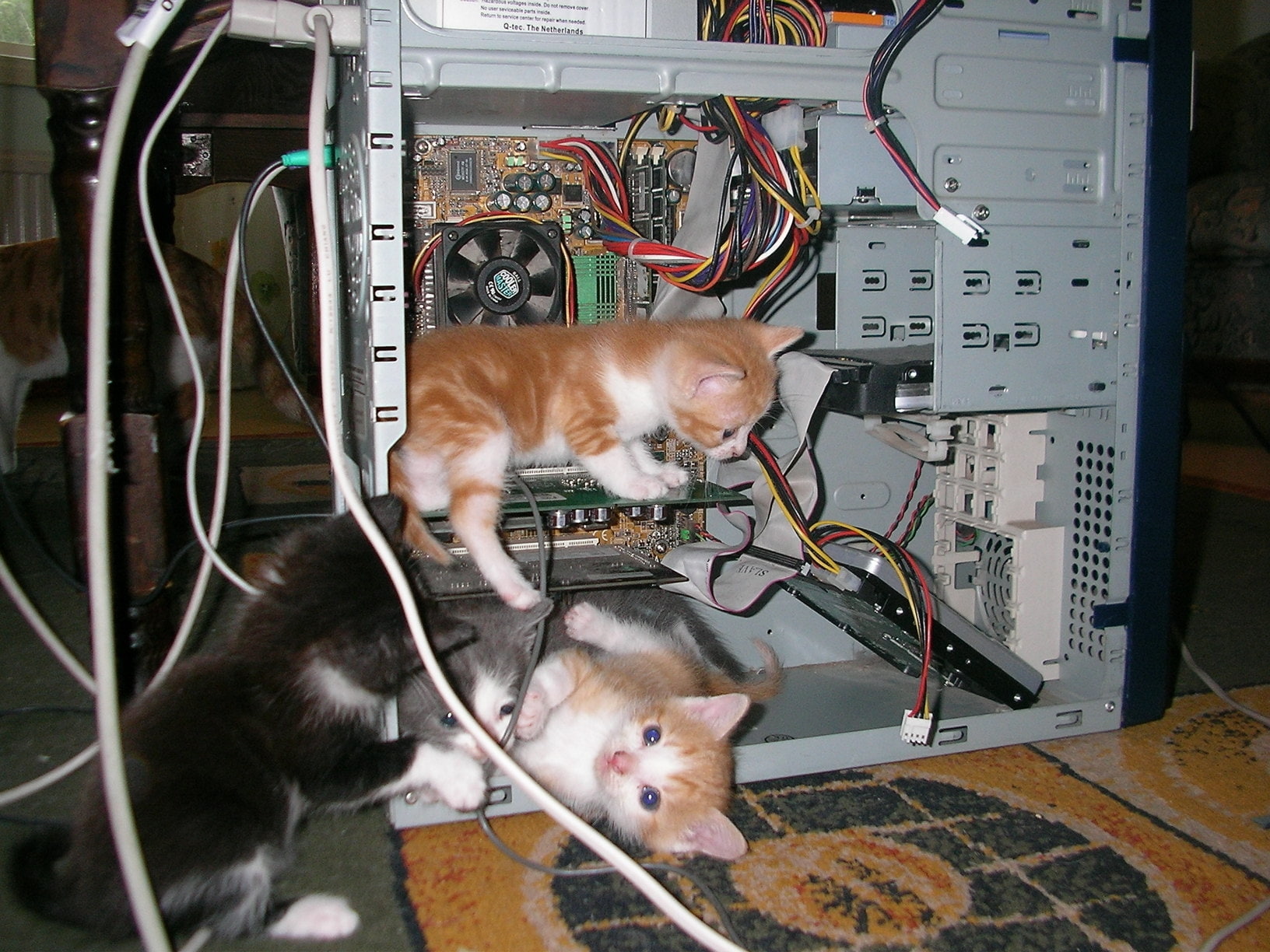 720P, cats, amd, animals, master, art, cooler, x, history, Computers, kittens, hd, HD Wallpaper