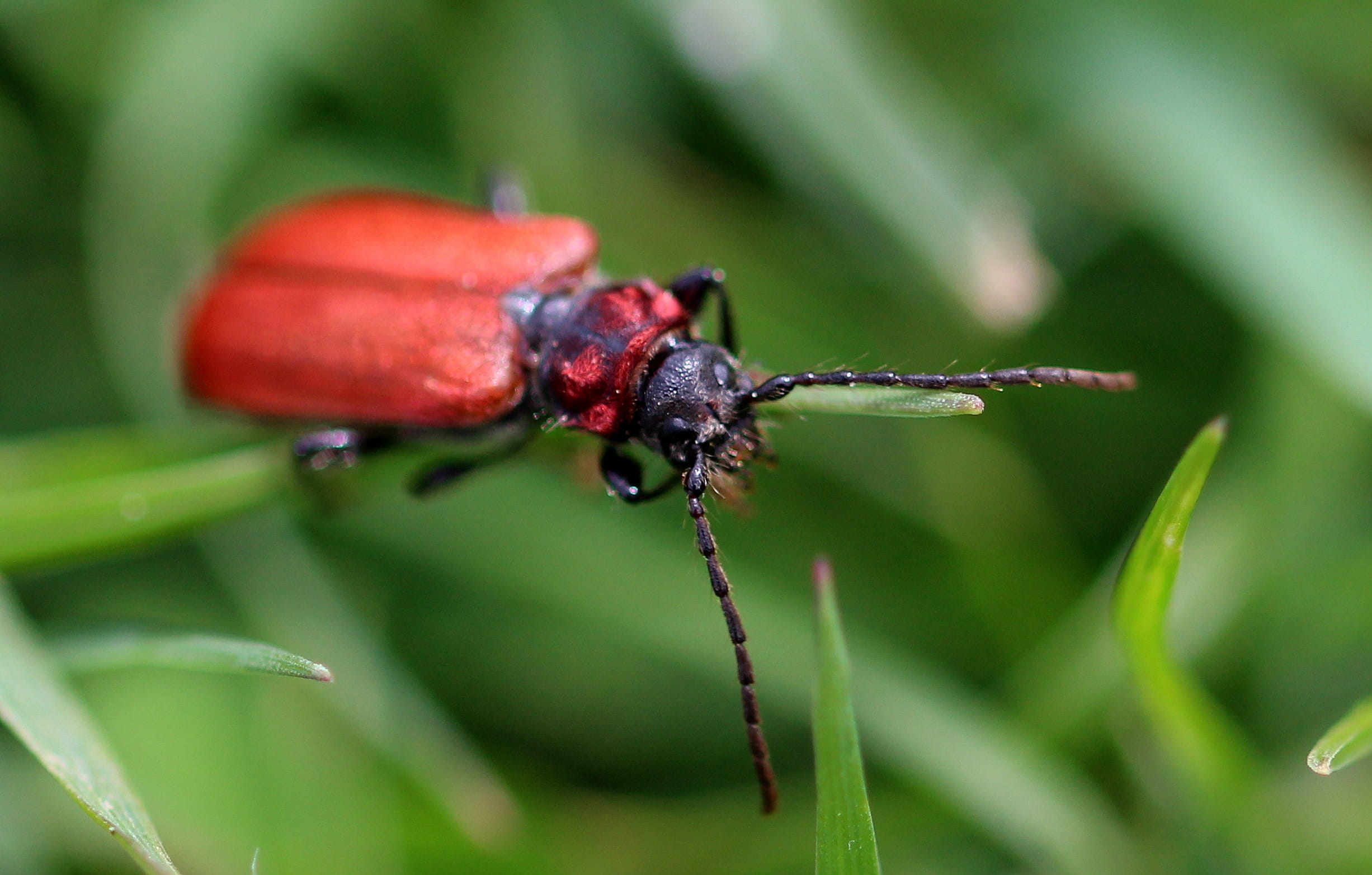 climb, animal wildlife, animals in the wild, outdoors, animal, plant, animal body part, no people, blade of grass, invertebrate, macro, insect, elytron, HD Wallpaper