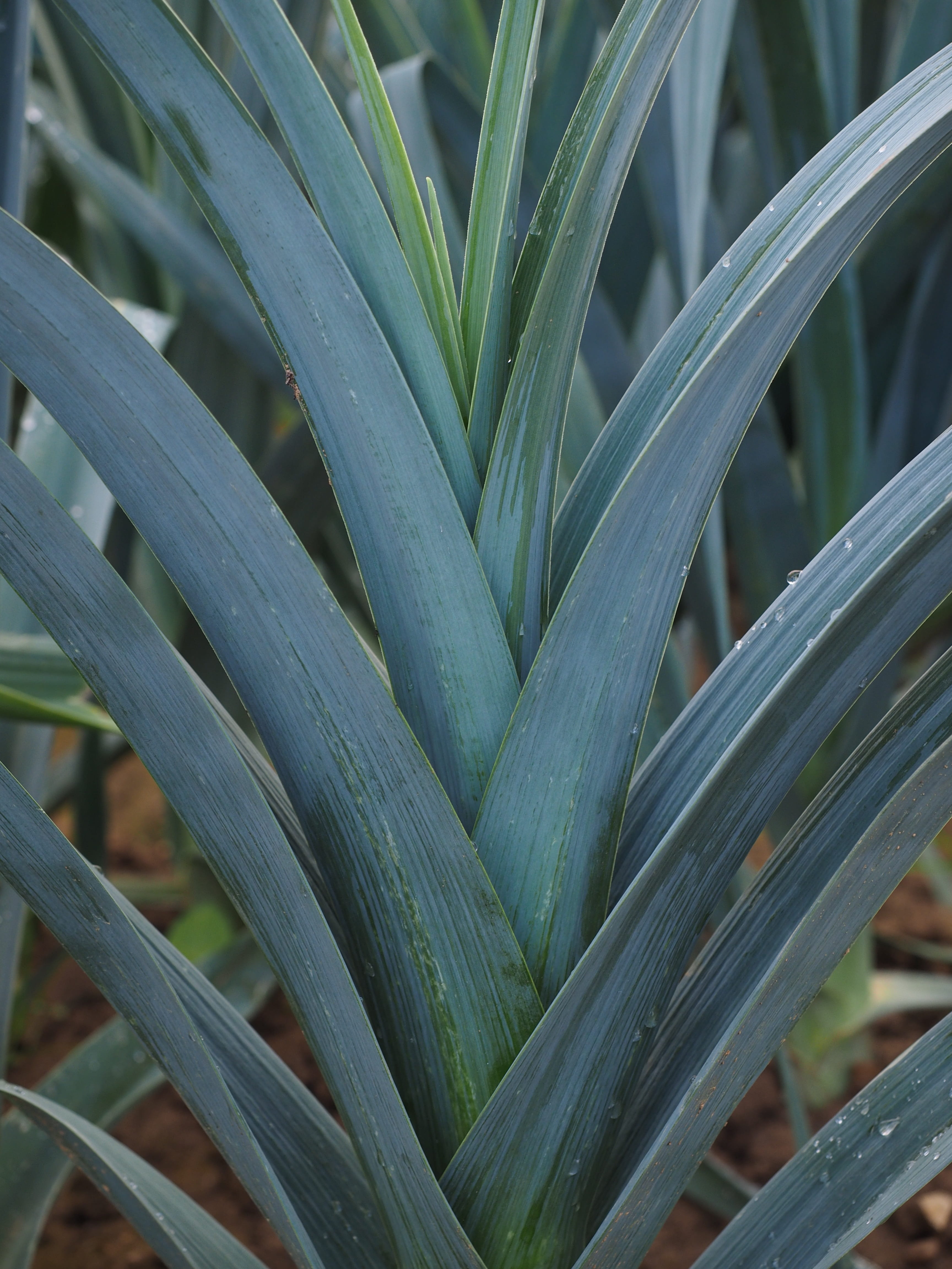 4K, spanish onion, welsch onion, meat onion, pineapple, winter leek, leaf, botany, focus on foreground, outdoors, plant part, leek greenhouse, no people, Phone HD Wallpaper