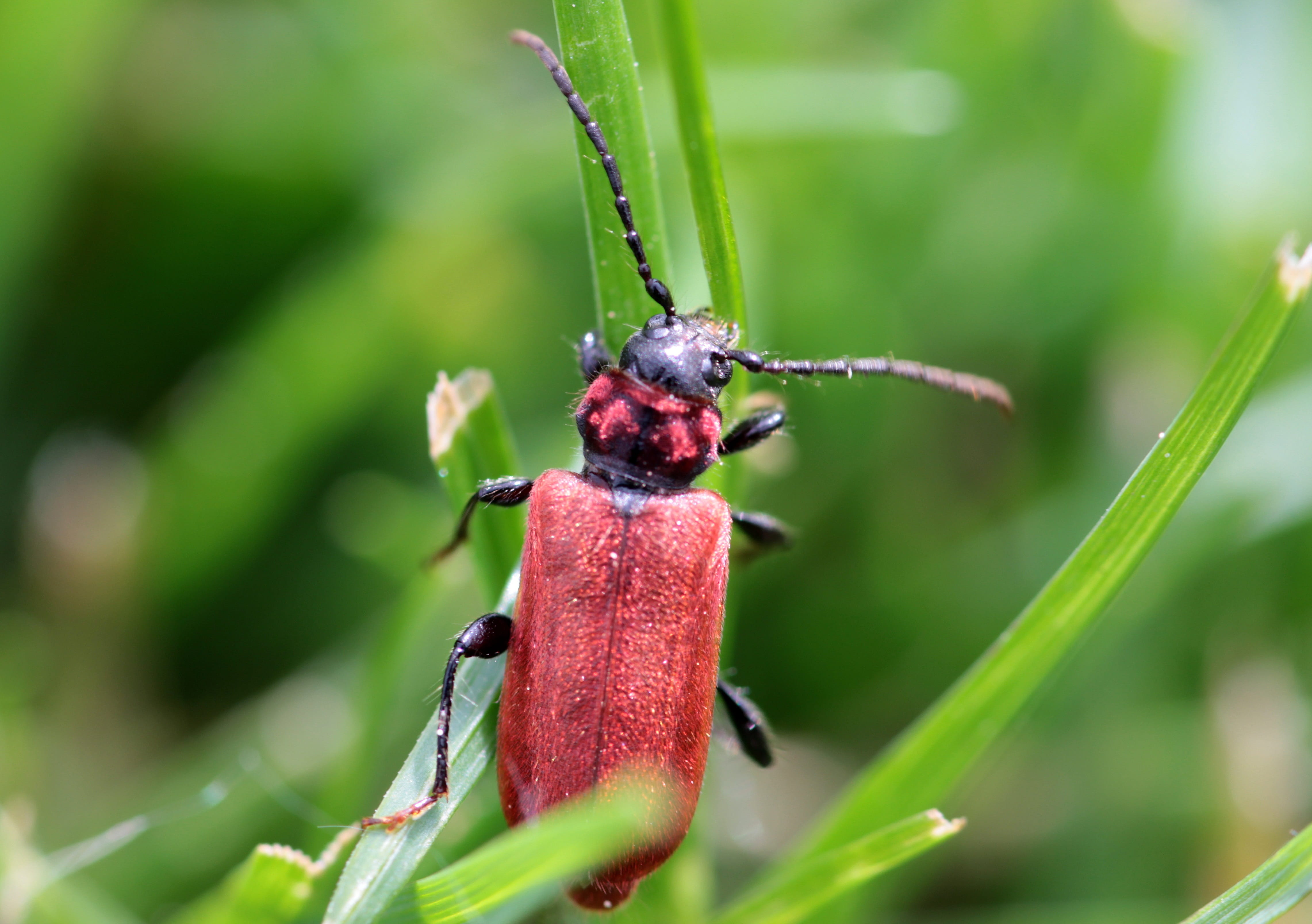 animal wildlife, bright, animal themes, no people, velvety hair, outdoors, body flat, wing cover red, nature, one animal, longhorn beetle, growth, insect, HD Wallpaper