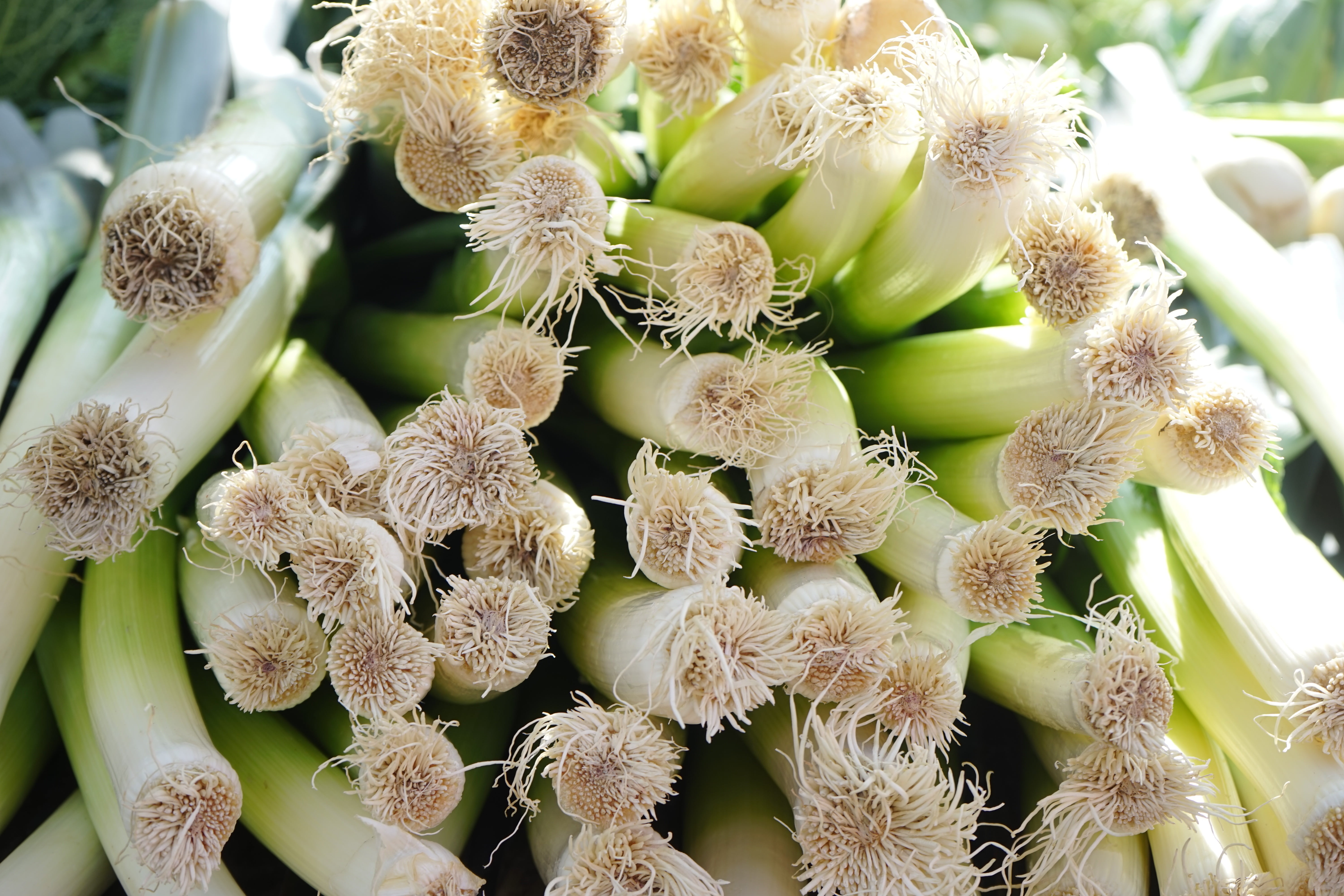 plant, wellbeing, root approach, 5K, succulent plant, root, day, no people, allium, focus on foreground, beauty in nature, meat onion, broadband leek, HD Wallpaper