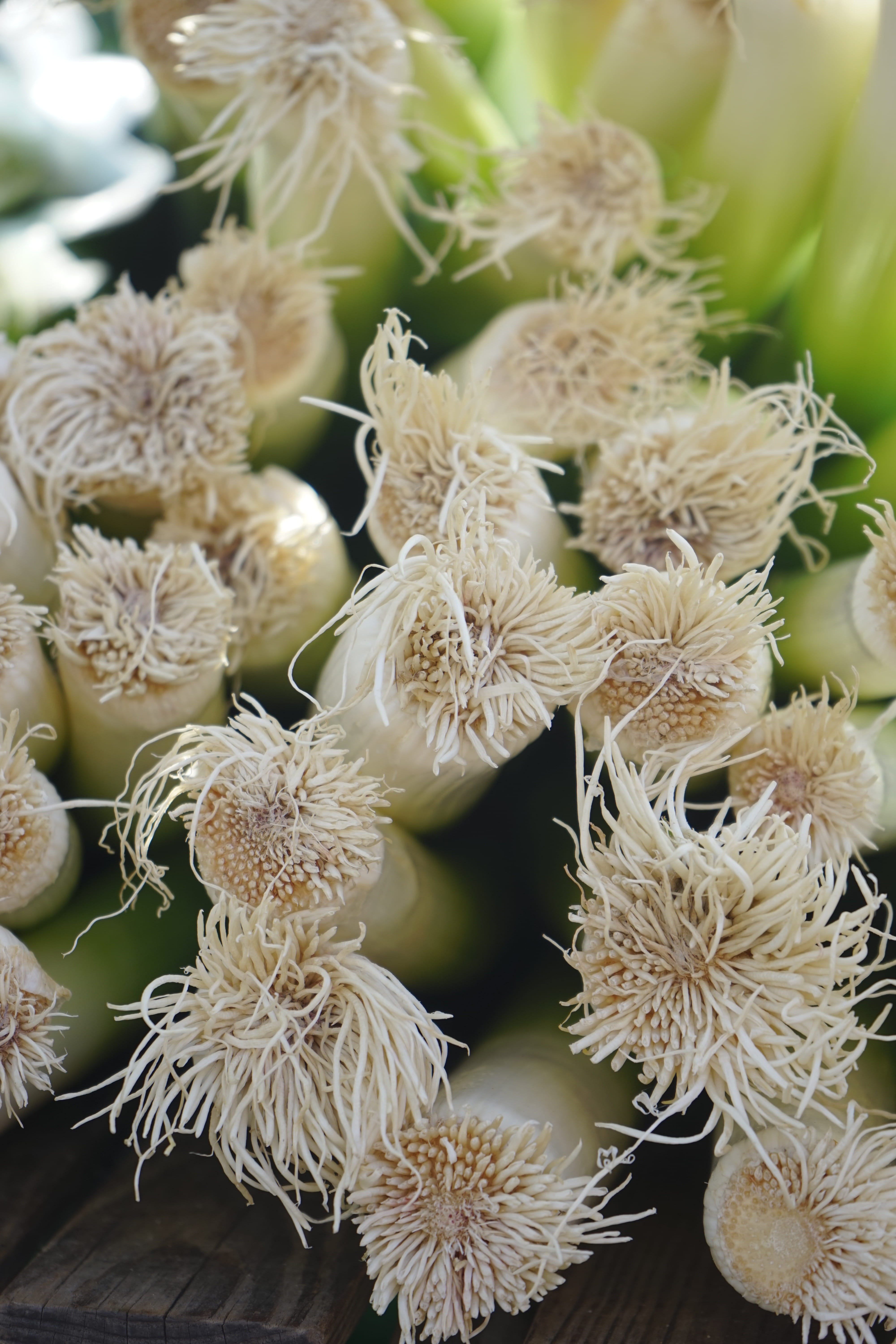 fragility, winter leek, succulent plant, allium ampeloprasum, leek greenhouse, broadband leek, root approach, green color, flower head, white color, welsch onion, Phone HD Wallpaper