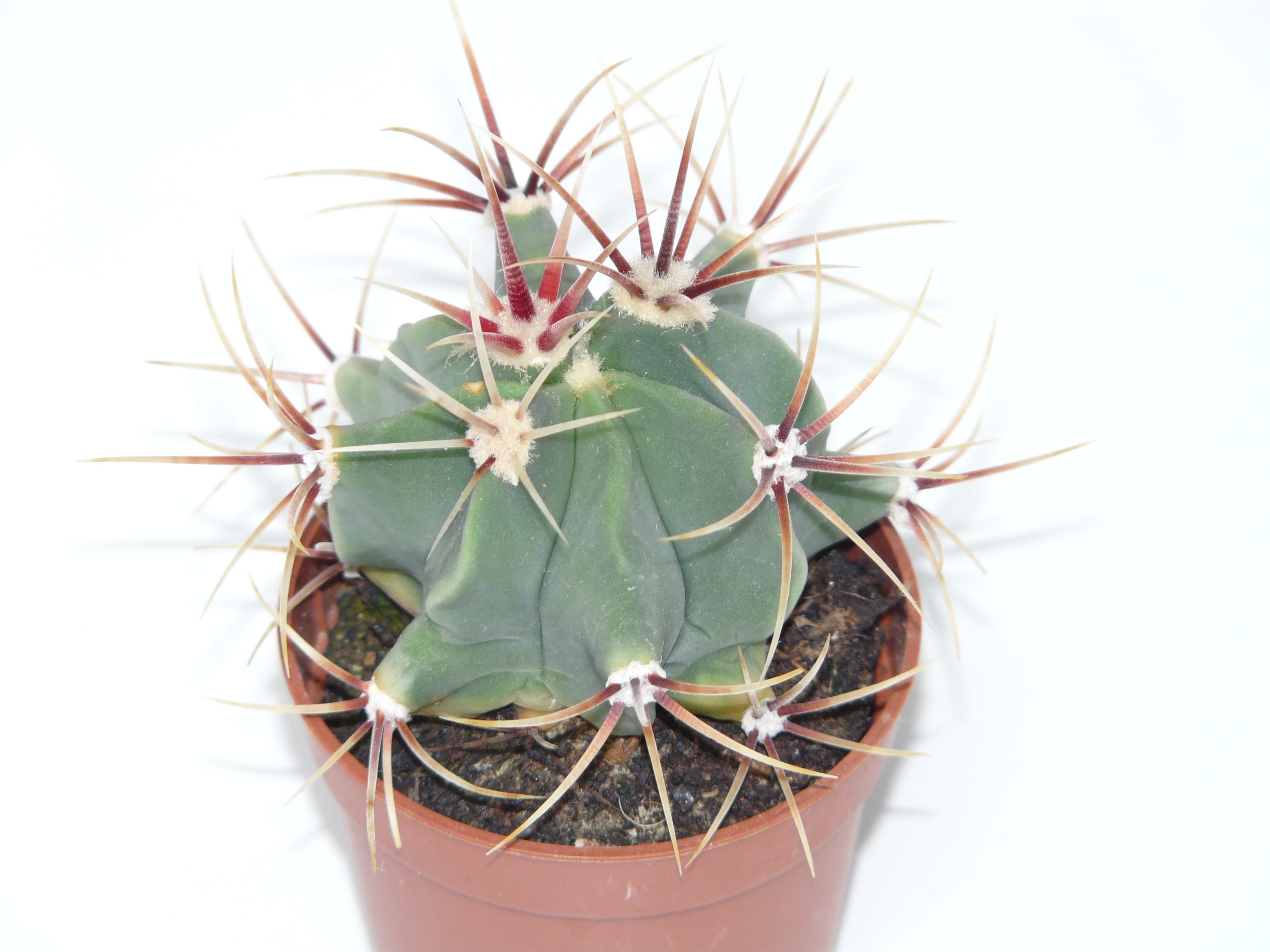 beauty in nature, nature, flower pot, indoors, studio shot, broadband, prickly, green, sign, plant, close-up, freshness, cactus greenhouse, Cactus, growth, HD Wallpaper