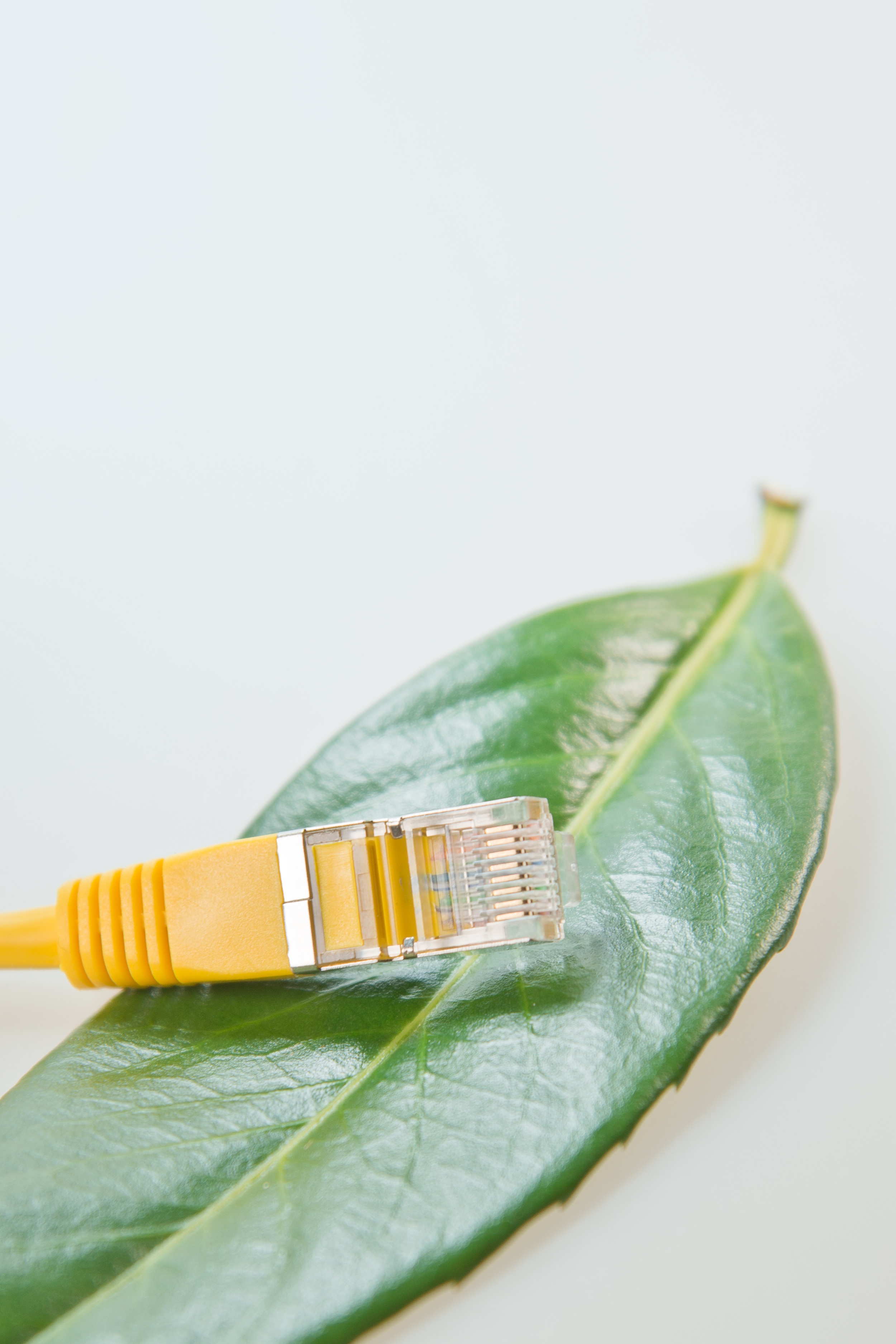 data processing, plant part, healthy eating, eco, rj45, network connector, wellbeing, patch cable, close-up, computer, connection, line, table, macro, rj, Phone HD Wallpaper