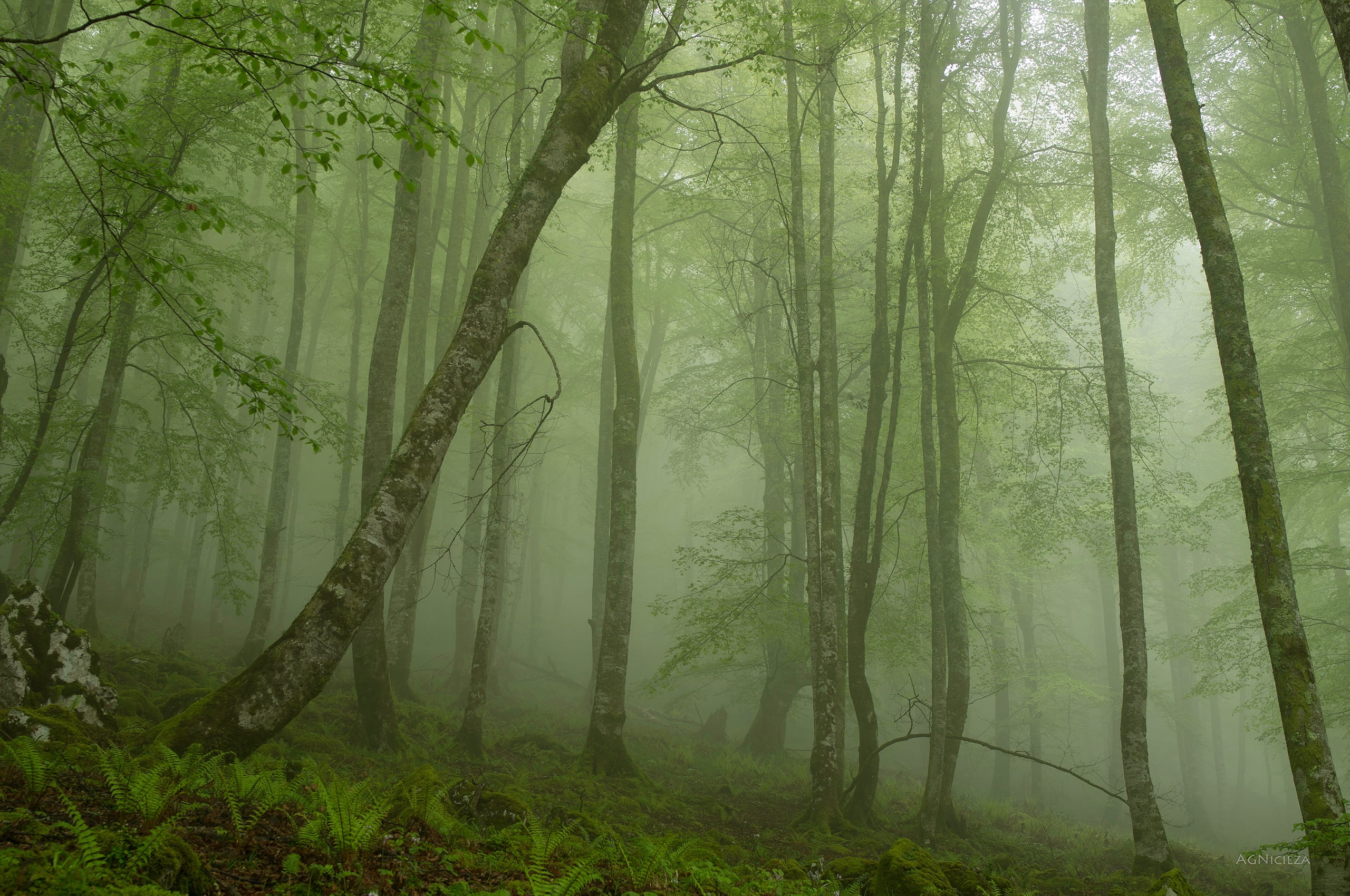 summer, mist, haze, scenics - nature, branch, fern, autumn, environment, sunlight, backgrounds, sunbeam, mystery, growth, non-Urban Scene, moss, scenics, HD Wallpaper