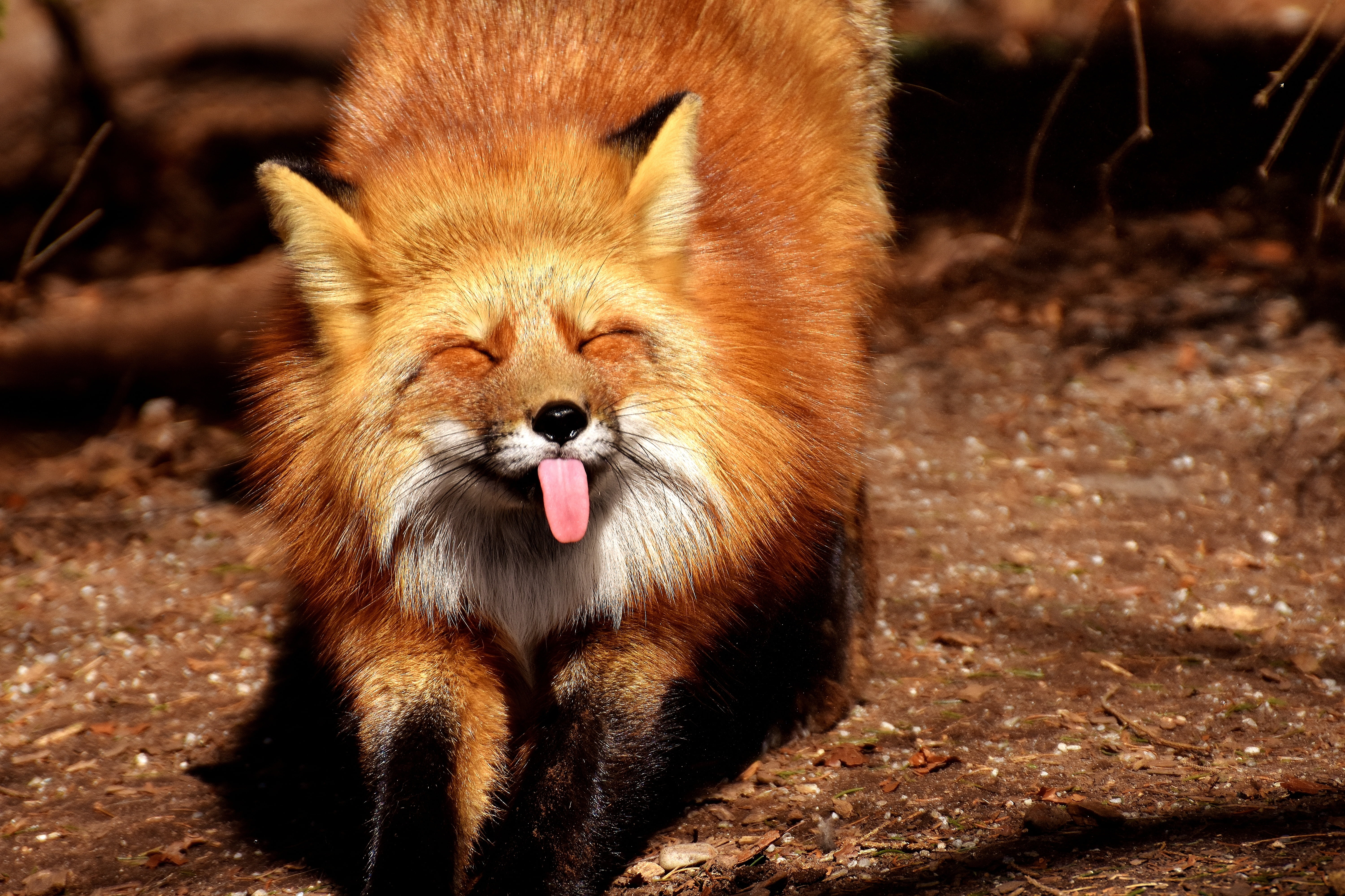 wildlife, land, animals in captivity, animal head, field, protruding tongue, mammal, adult, red Fox, fox, sunlight, funny, focus on foreground, animals And Pets, HD Wallpaper