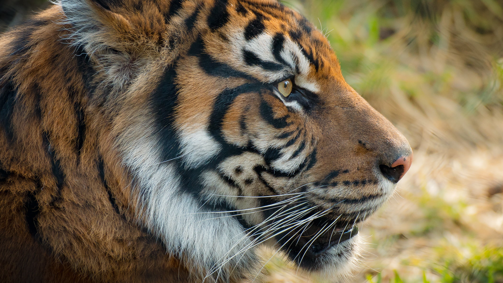 nature, zoo, danger, outdoor, feline, big Cat, focus, animal, undomesticated Cat, wildlife, 1080P, endangered Species, carnivore, daytime, fo, shallow, HD Wallpaper