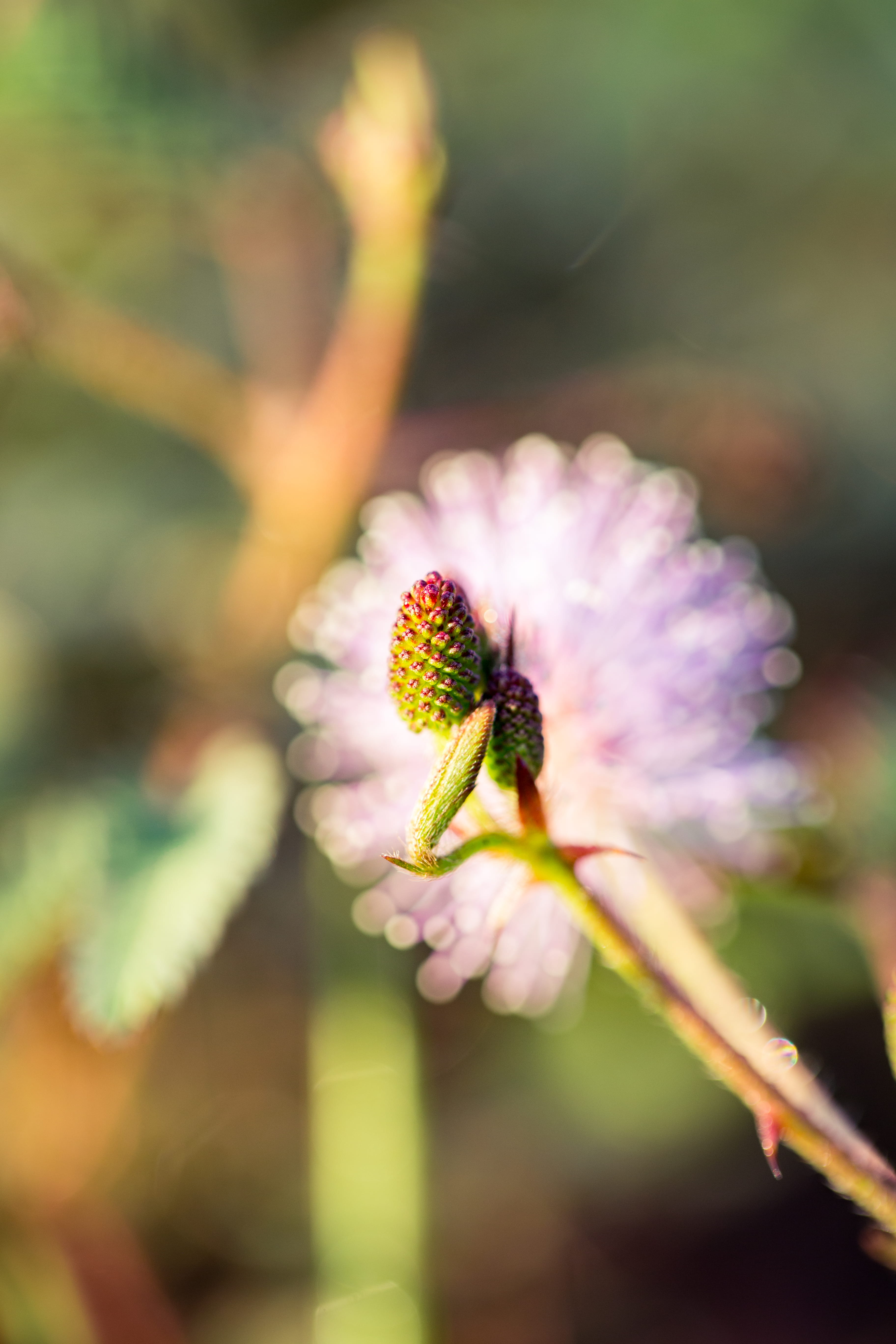 flower, freshness, petal, day, inflorescence, bud, flowering plant, close-up, fo, 5K, nature, focus on foreground, cone, invertebrate, no people, flower head, Phone HD Wallpaper