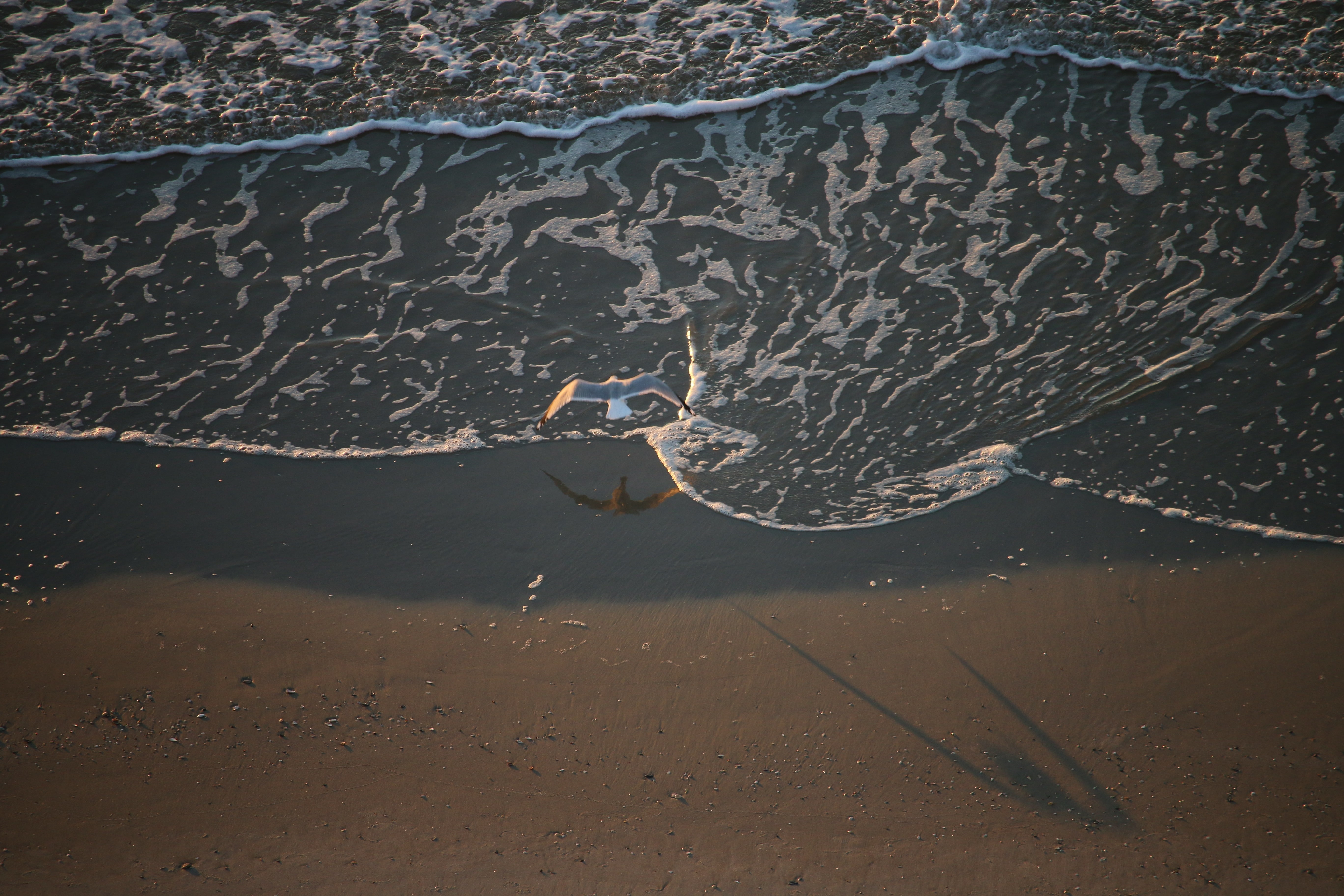 nature, sand, Myrtle Beach SC, waves, high angle view, water, reflection, animal themes, outdoors, puddle, animals, land, city, sea, 5K, seagulls, beach, HD Wallpaper