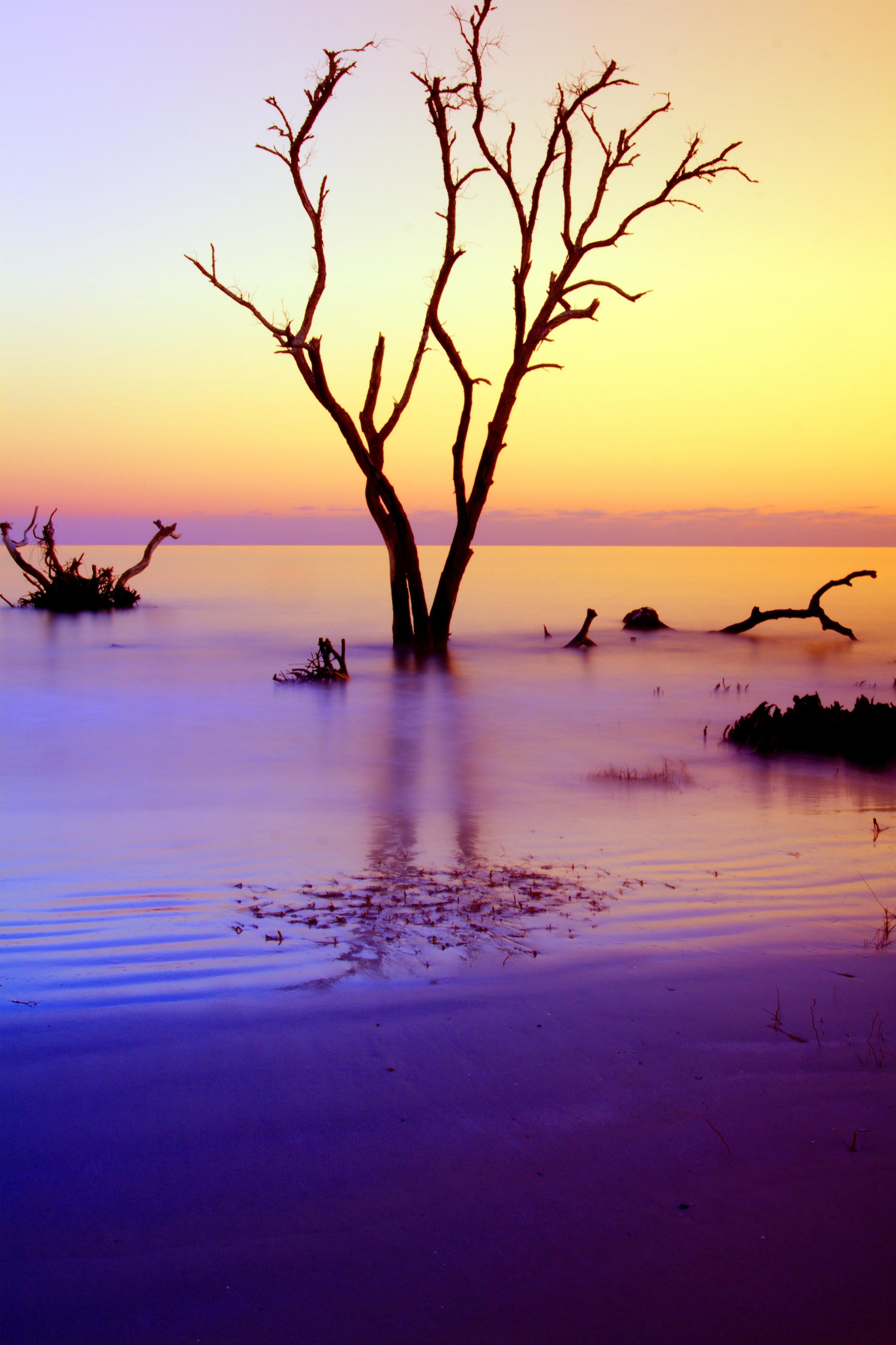 dusk, beach, tree, sunset, Hunting  Island  State  Park, sea, bird, silhouette, 2K, sky, landscape, Hunting Island State Park, SC, South  Carolina, lake, Phone HD Wallpaper