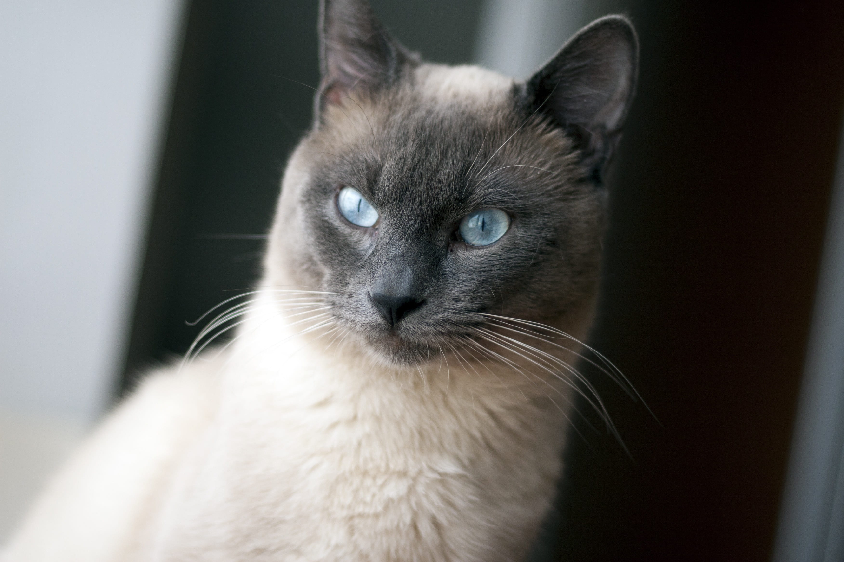 vertebrate, animal head, 2K, pets, animal, siemens, animal body part, close-up, cat, domestic, animal themes, domestic cat, no people, pet, one animal, HD Wallpaper